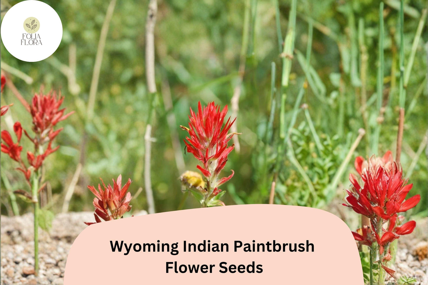 300 Castilleja linariifolia Seeds | Wyoming Indian Paintbrush | Native Red Wildflower for Meadow & Pollinator Gardens