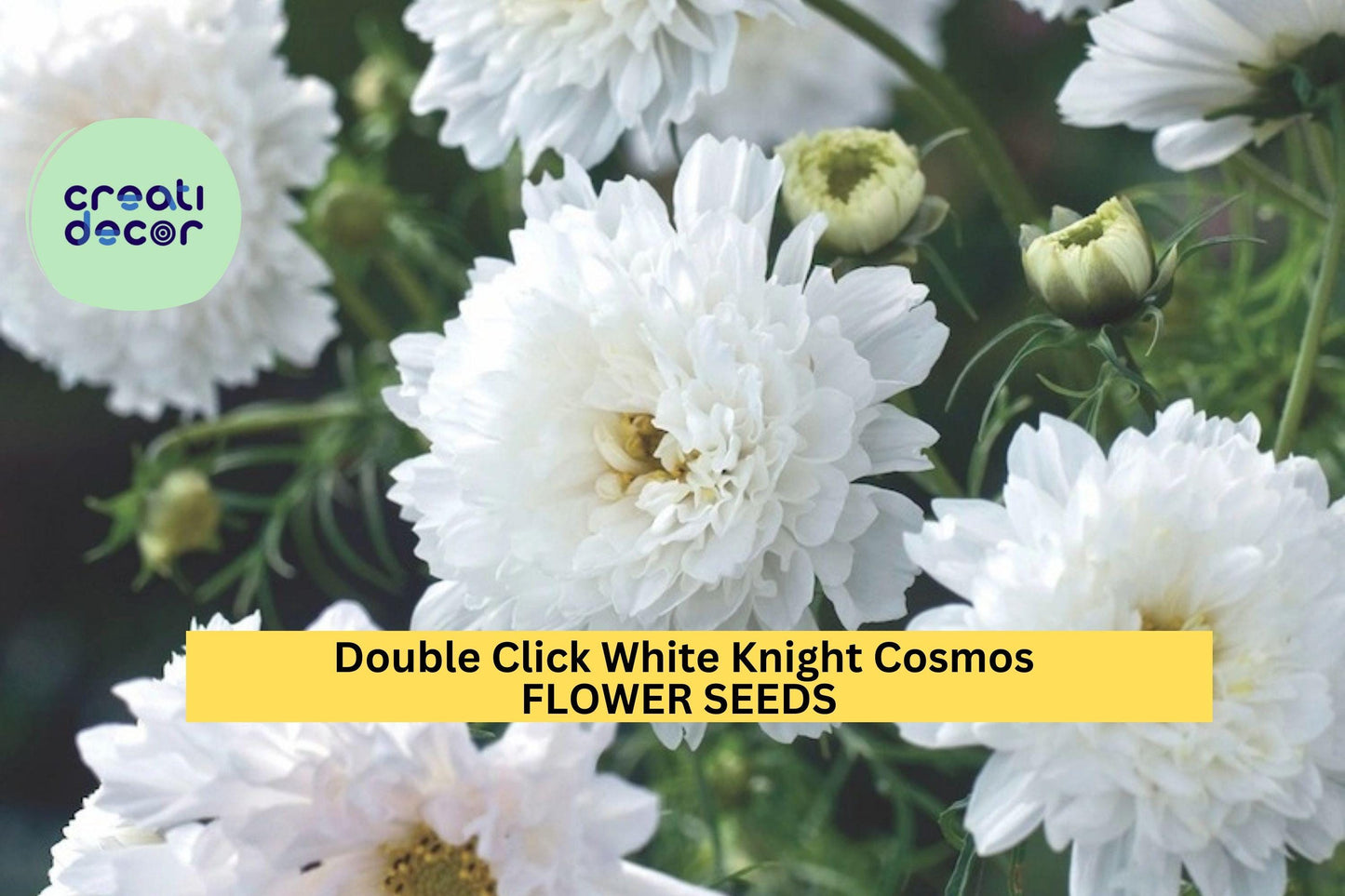 200+ Double Click White Knight Cosmos Seeds – Elegant White Ruffled Blooms for Garden Planting, Tall Pollinator-Friendly Annuals – USA