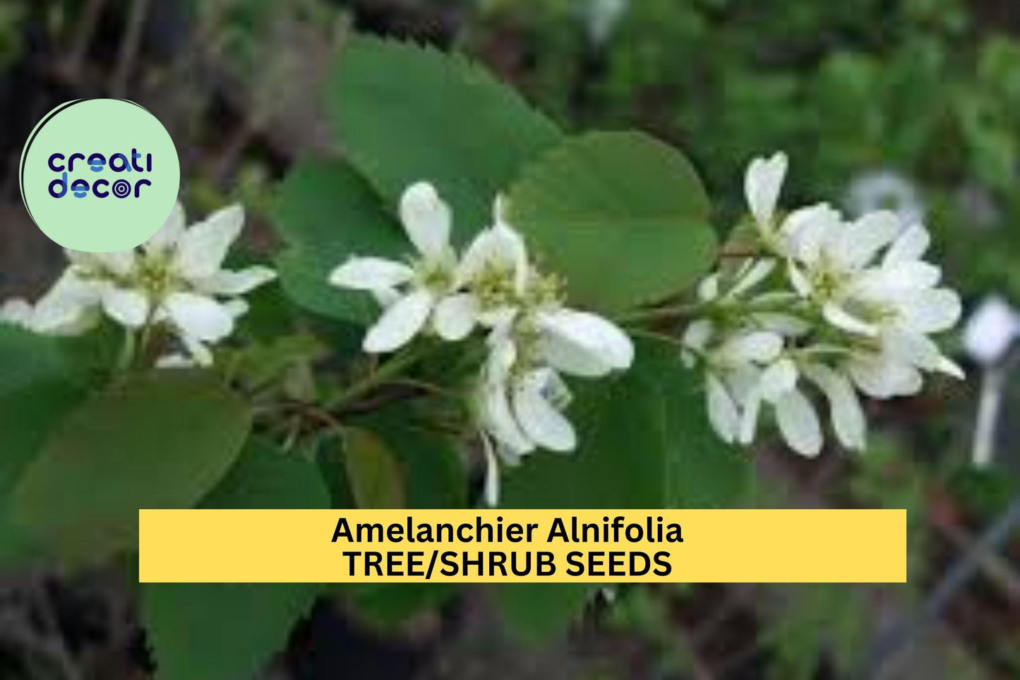 30 Seeds Amelanchier alnifolia – Saskatoon Shrub Tree Seeds for Planting | Hardy Native Plant with Spring Blooms Seeds for Planting