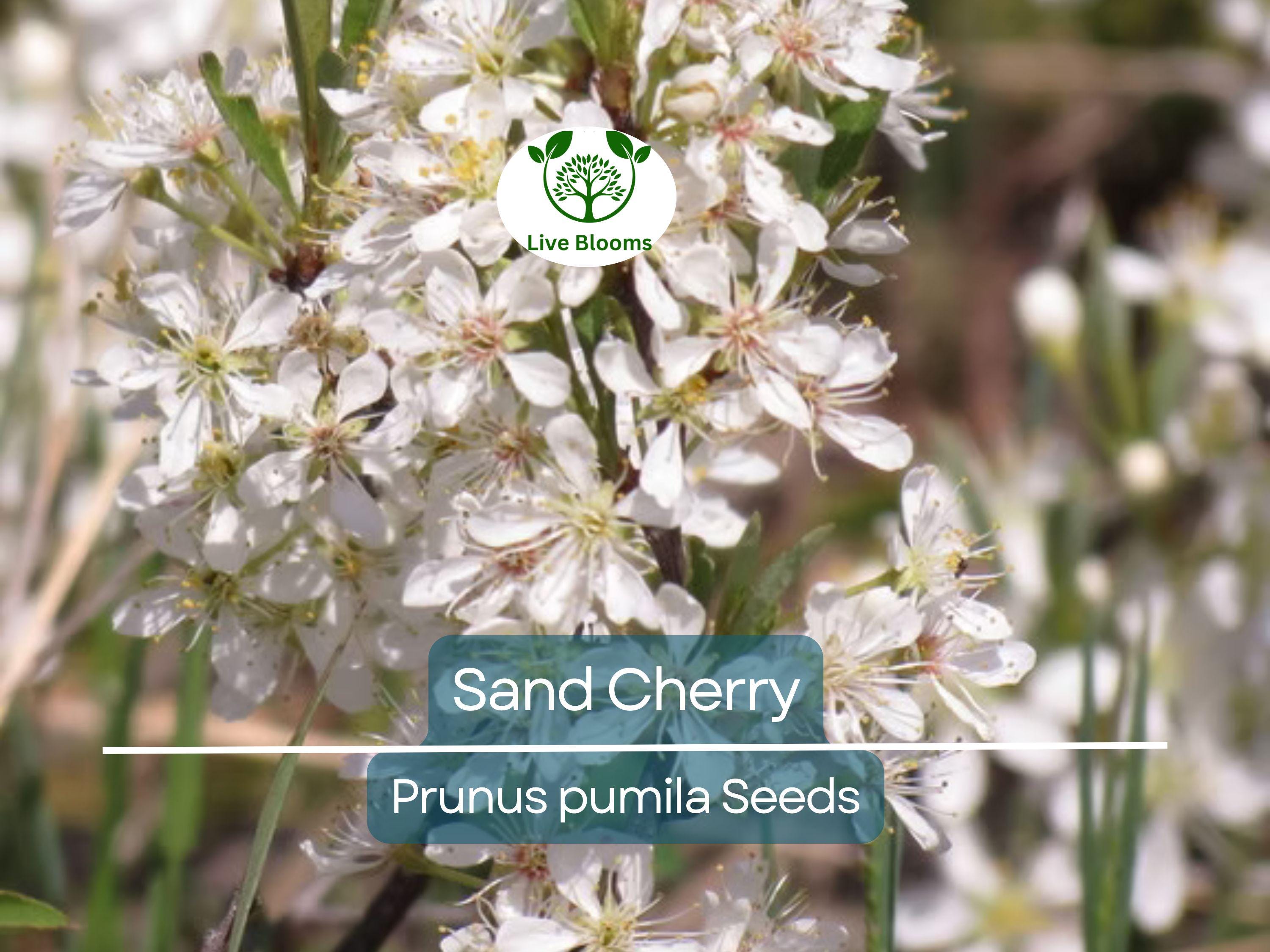5 Sand Cherry Seeds | Prunus pumila, Edible Fruit Tree Shrub, Hardy, Small Garden Tree, Non-GMO, Tasty Berries for Jams & Preserves