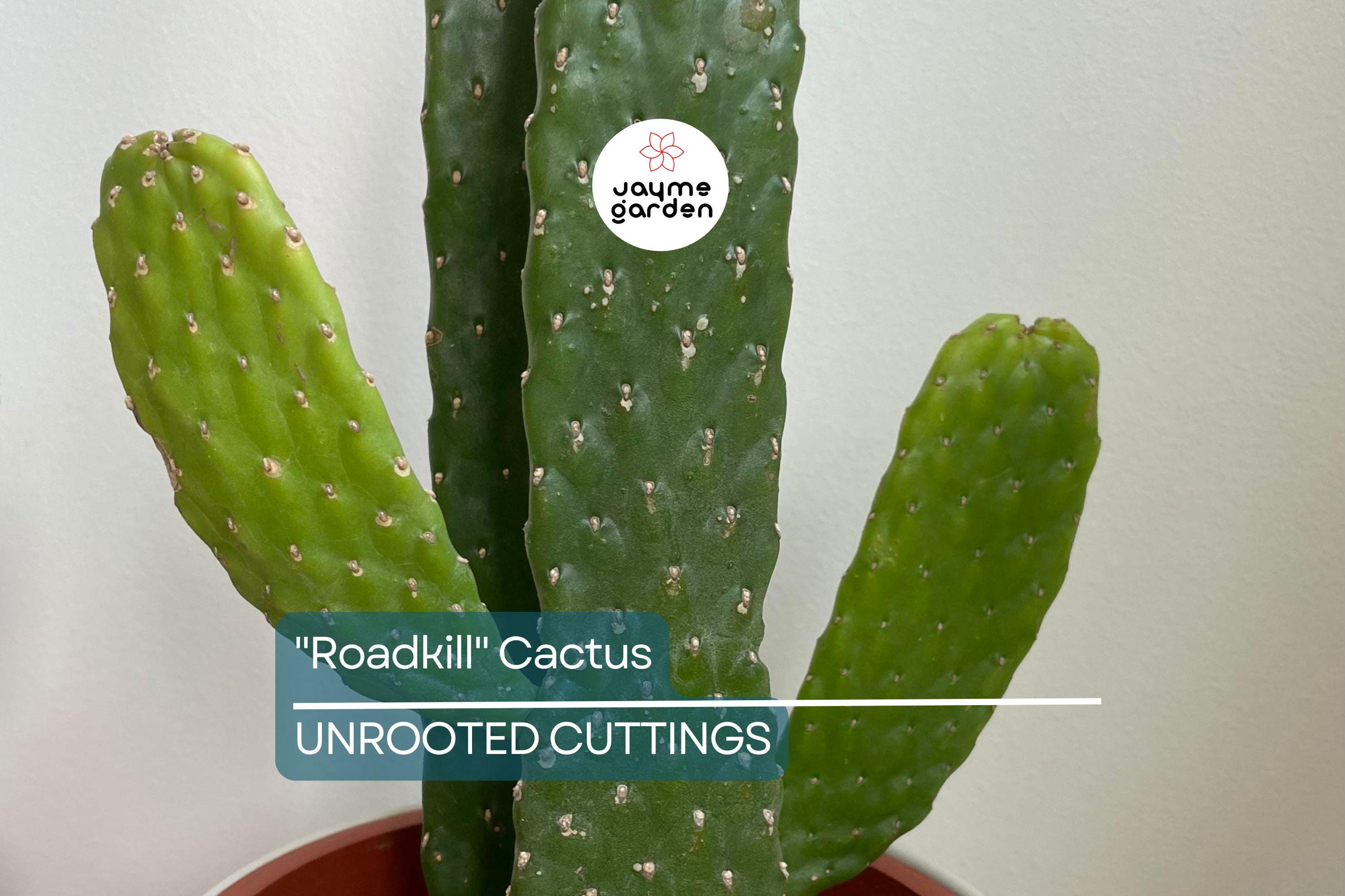 Live "Roadkill" Cactus Plant Cutting – Unique Cactus Cutting for Indoor & Outdoor Growth, Easy to Care For