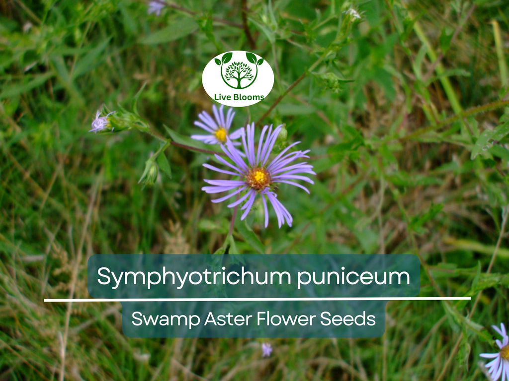 350 Symphyotrichum Puniceum Swamp Aster Seeds, Native Wildflower, Purple Flowers, Perennial, Pollinator-Friendly, Wetland Garden, Landscape