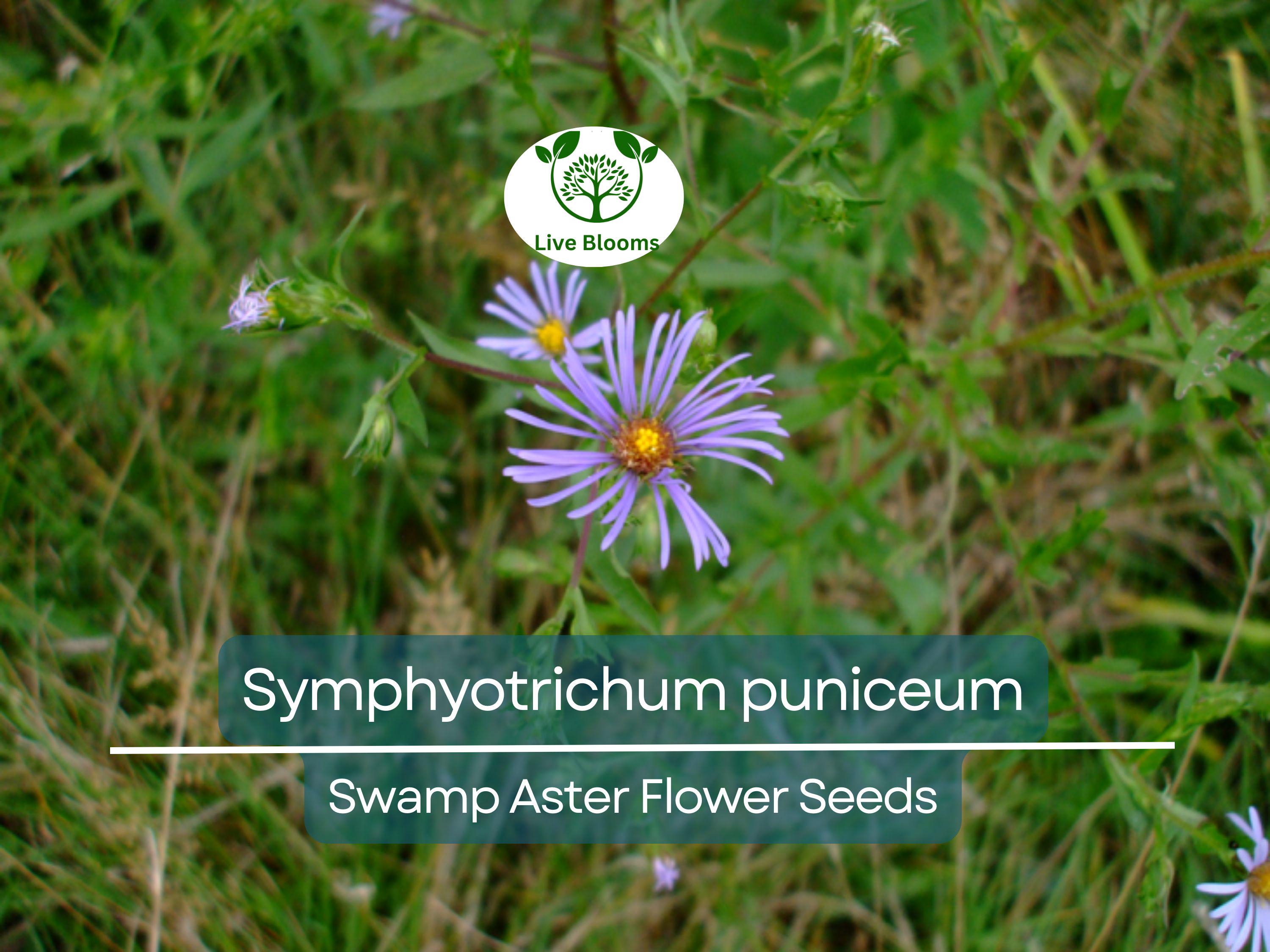 350 Symphyotrichum Puniceum Swamp Aster Seeds, Native Wildflower, Purple Flowers, Perennial, Pollinator-Friendly, Wetland Garden, Landscape