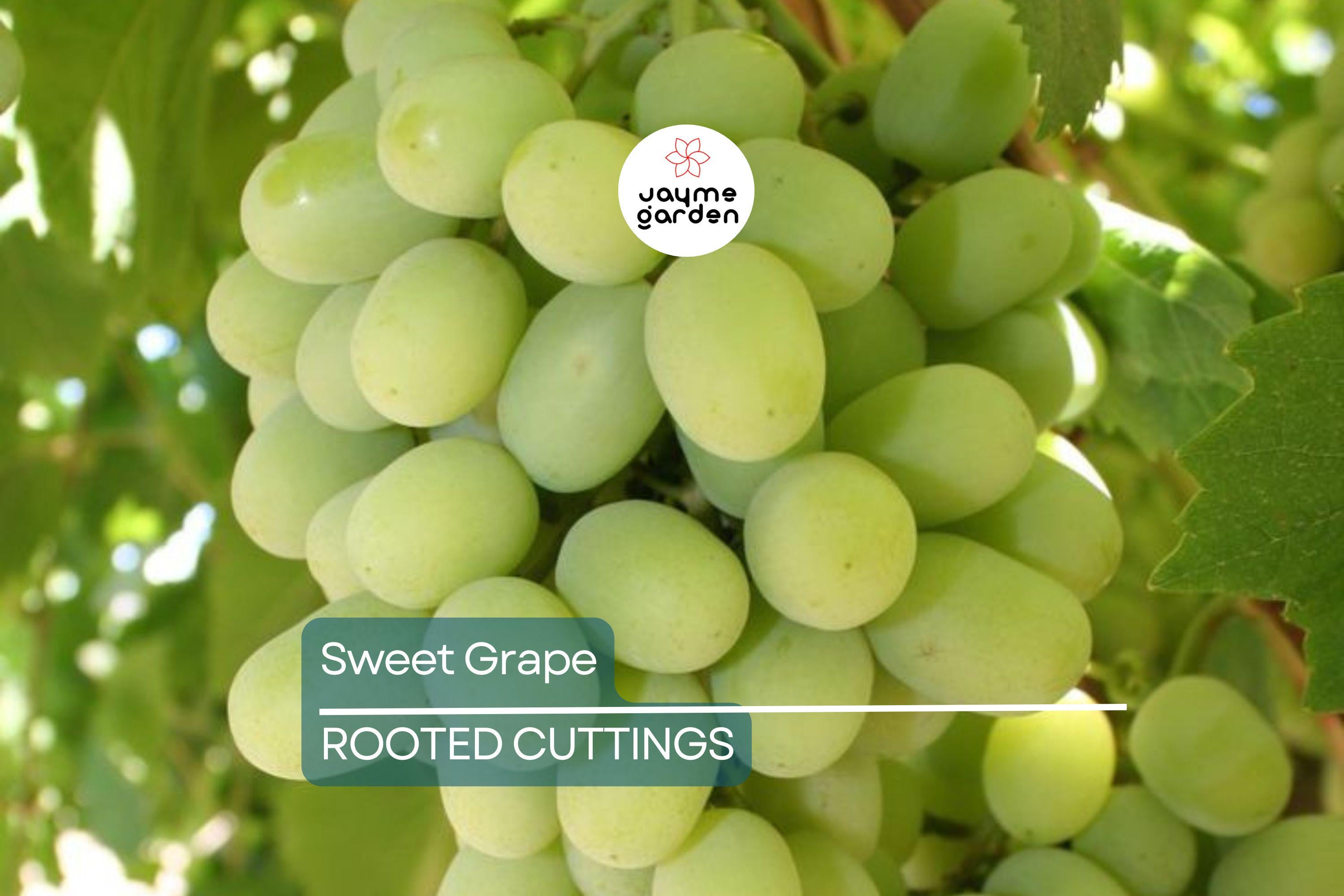 Sweet Seedless Green Grape Cutting Vine - Rooted Live Plant - Ready to Plant, Easy Care Grape Vine