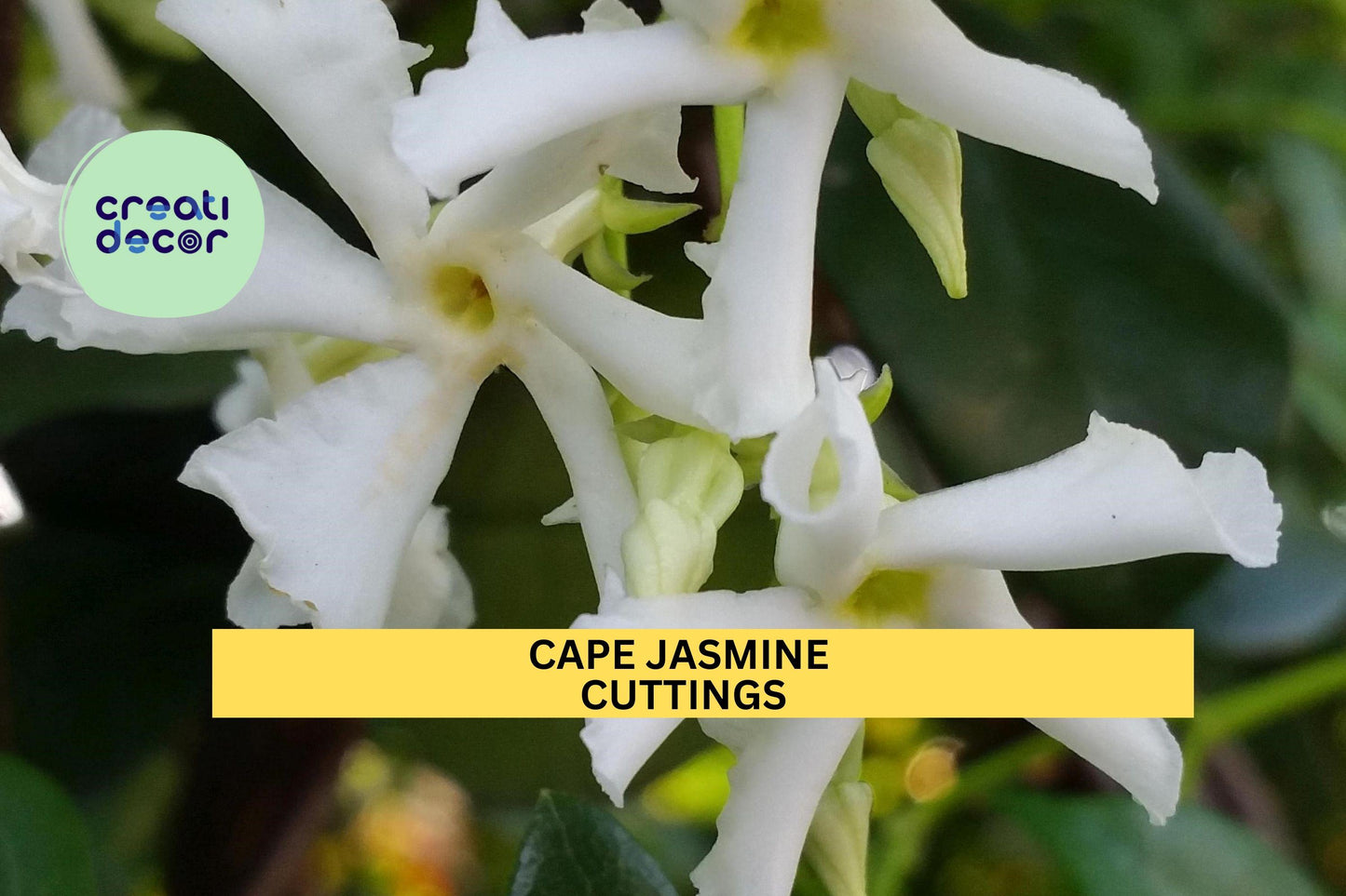 7 Gardenia Cuttings | White Cape Jasmine Shrub Starter Plants | Heirloom Fragrant Flower Bush | Live Unrooted Cuttings USA