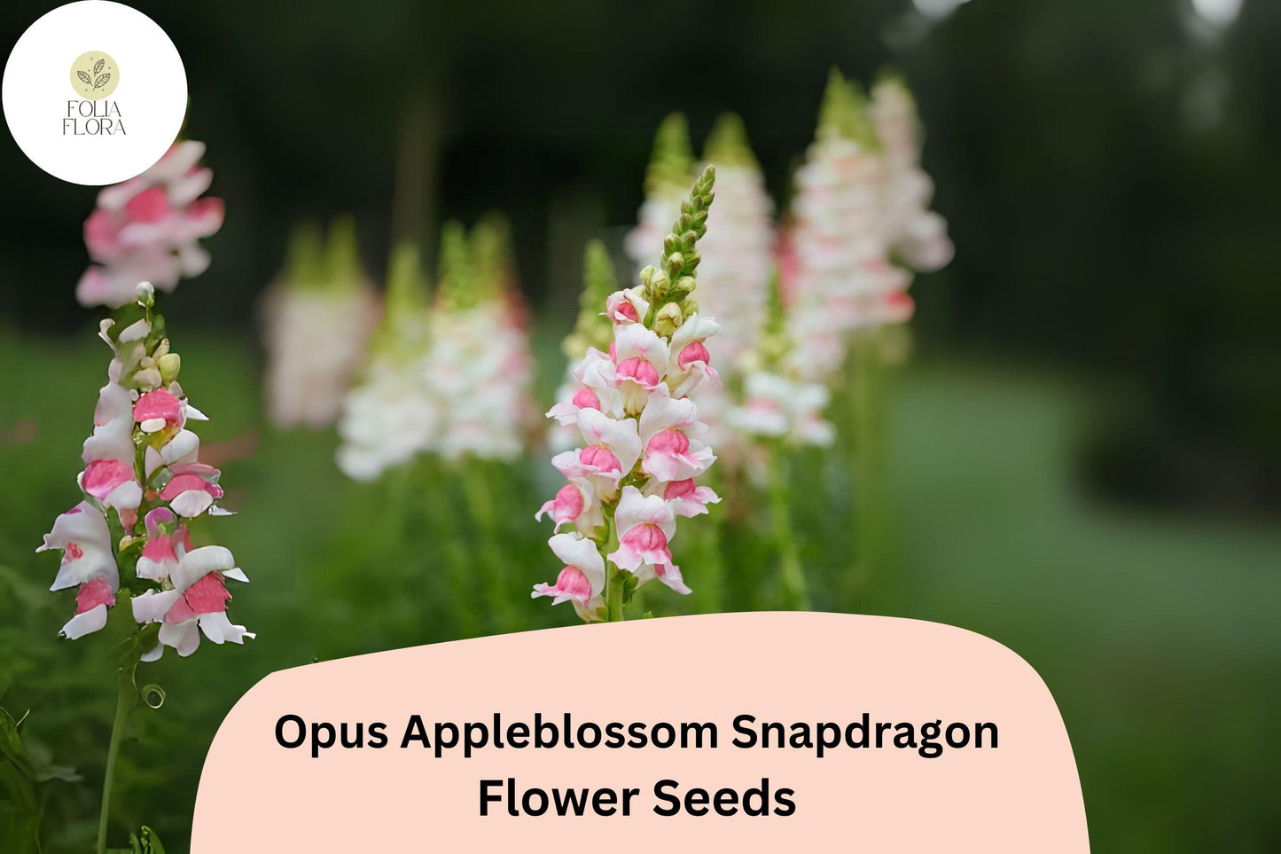 Antirrhinum majus Opus Appleblossom Snapdragon Seeds – 1000+ Soft Pink & White Blooms for Garden and Cut Flowers