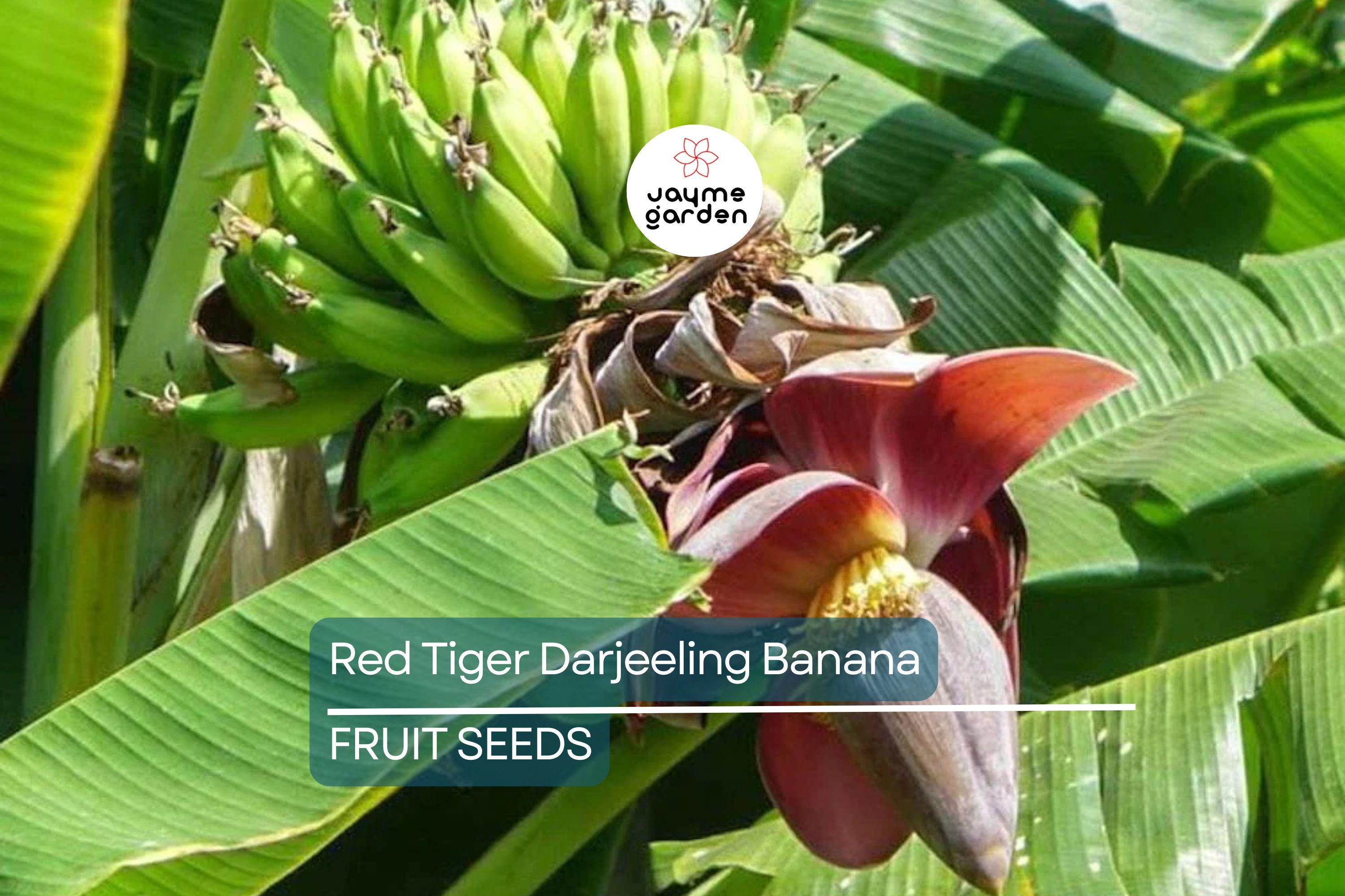 5 Red Tiger Darjeeling Banana Seeds (Musa sikkimensis) – Cold Hardy, Rare Tropical Look, Zone 5