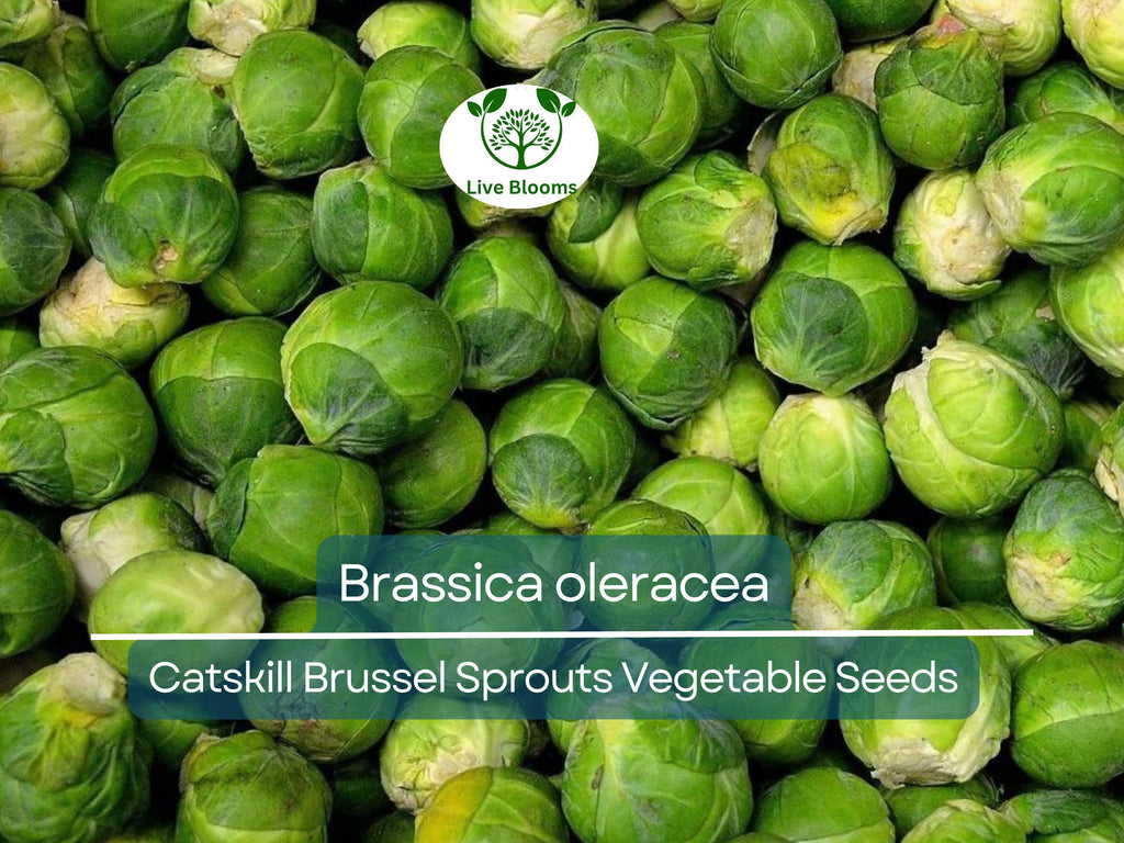 250 Seeds Catskill Brussel Sprouts - Brassica oleracea | Heirloom Variety for Planting, Gardening & Nutritious Harvest