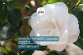 White by the Gate Camellia Japonica Starter Plant | Live Well-Rooted | Unique White & Pink Blooms | Evergreen Shrub for Zones 7-10