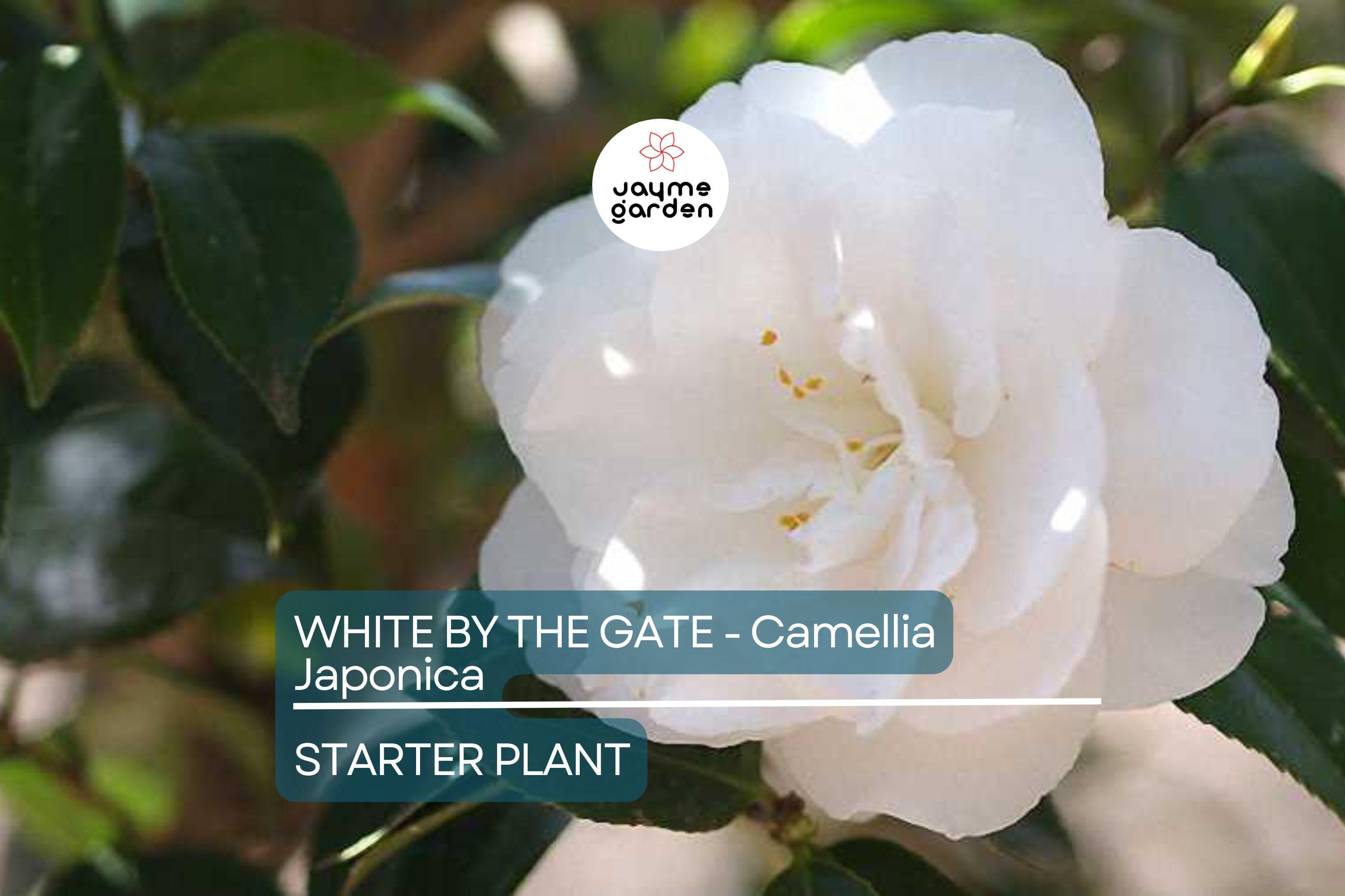 White by the Gate Camellia Japonica Starter Plant | Live Well-Rooted | Unique White & Pink Blooms | Evergreen Shrub for Zones 7-10