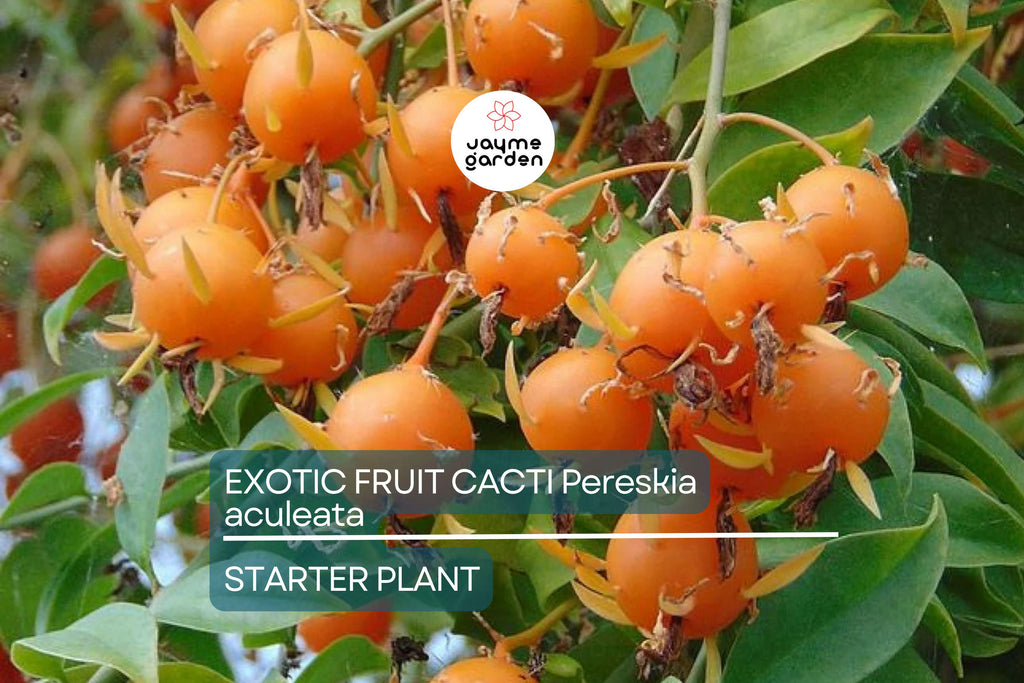 Exotic Fruit Cactus Vine (Pereskia aculeata) 6”-12” Climber Gold Cactus Plant in 4” Pot – Rare, Edible, and Ornamental