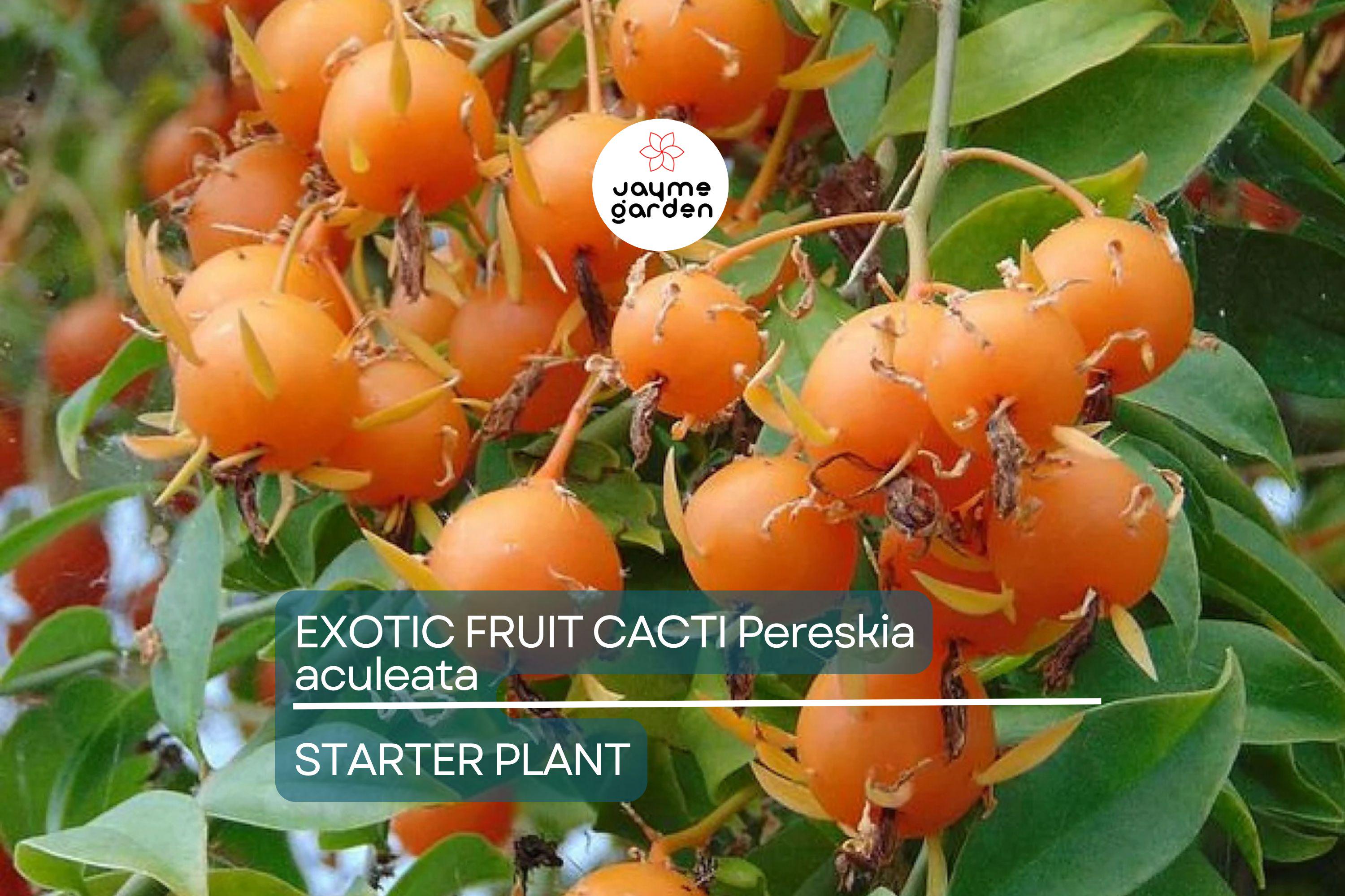 Exotic Fruit Cactus Vine (Pereskia aculeata) 6”-12” Climber Gold Cactus Plant in 4” Pot – Rare, Edible, and Ornamental