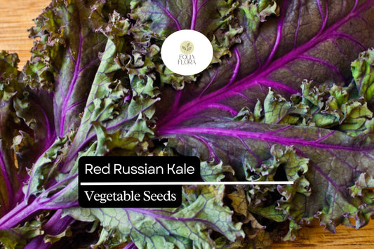 500 Red Russian Kale Seeds – Brassica napus – Heirloom, Tender & Sweet, Cold-Hardy, Fast-Growing
