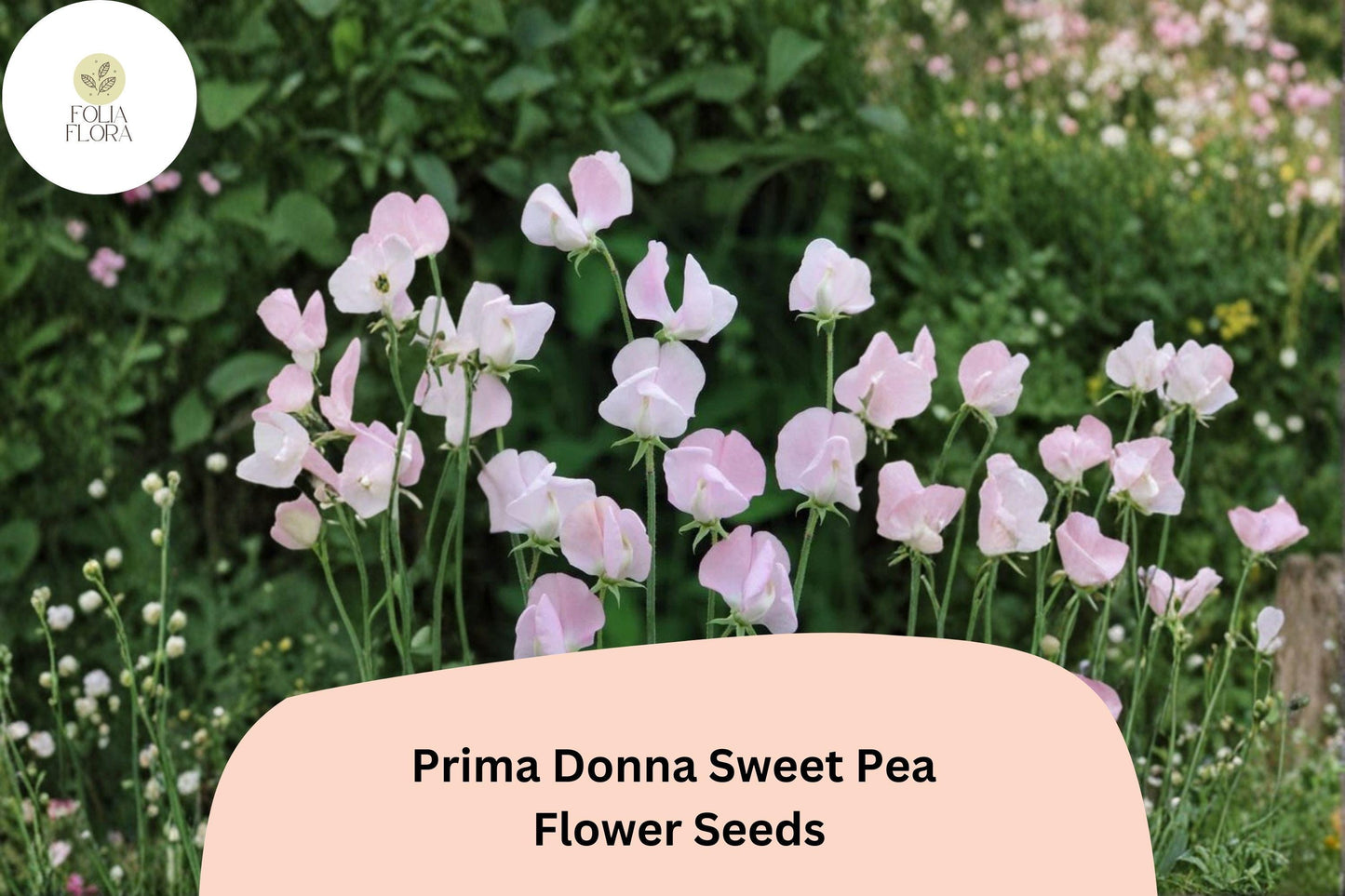50+ Prima Donna Sweet Pea Seeds | Fragrant Rosy Pink Flower for Garden Trellis