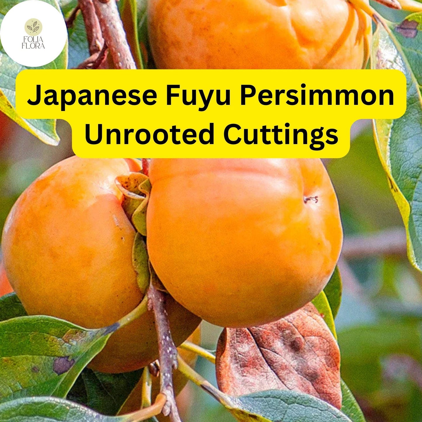 4 Japanese Fuyu Persimmon Unrooted Cuttings, Diospyros kaki, Easy to Grow Sweet Fruit Tree