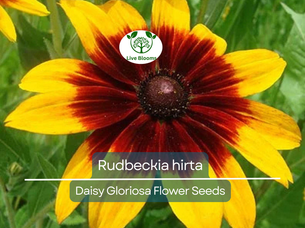 300 Seeds Daisy Gloriosa (Rudbeckia hirta) - Yellow Wildflower for Planting, Perennial, Garden, Pollinator-Friendly, Drought Tolerant