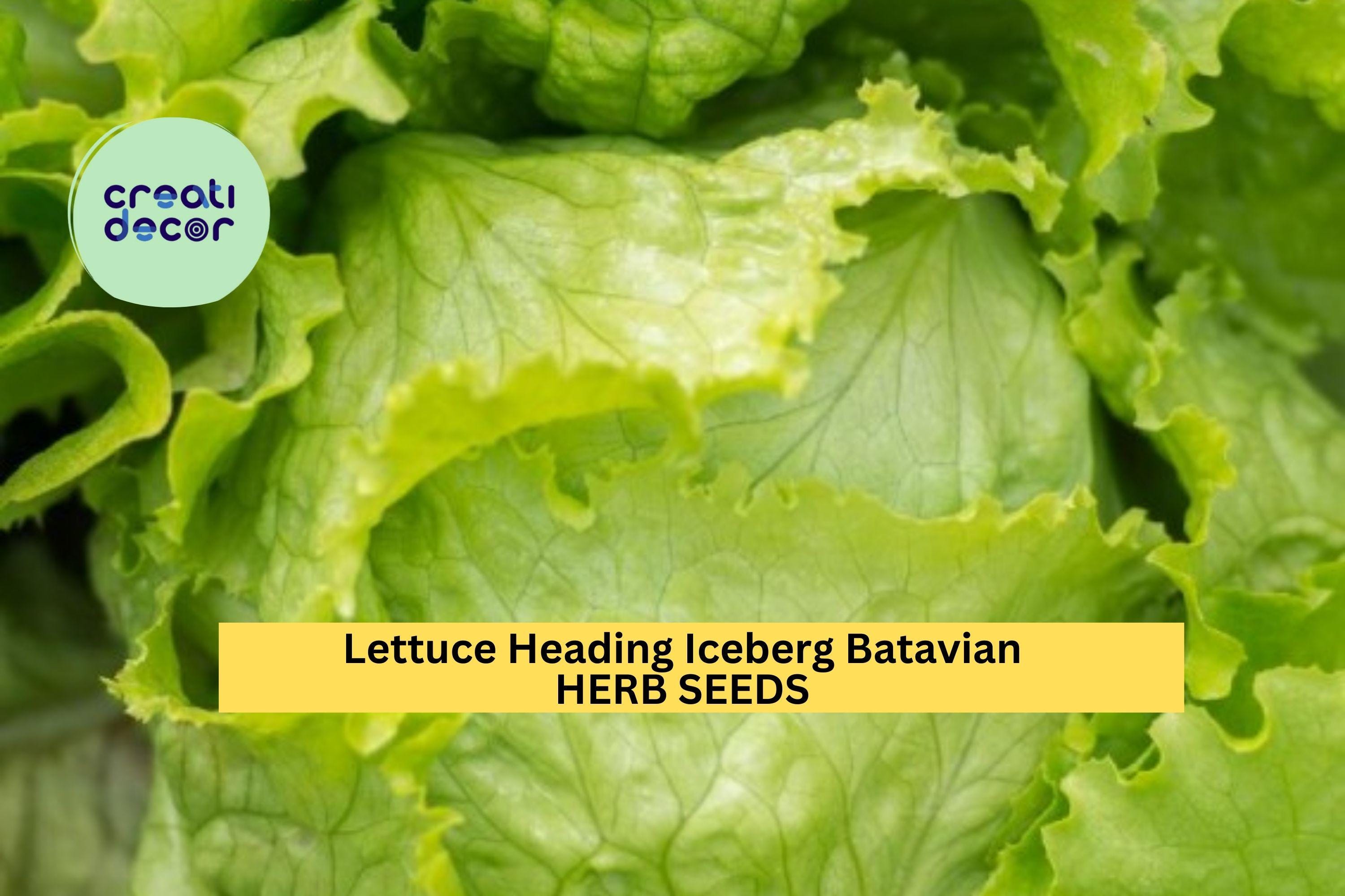 3pcs of 1g Lettuce Iceberg Batavian Seeds – Crisp Head Lettuce for Home Gardens, Raised Beds, and Salad Lovers Seeds for Planting