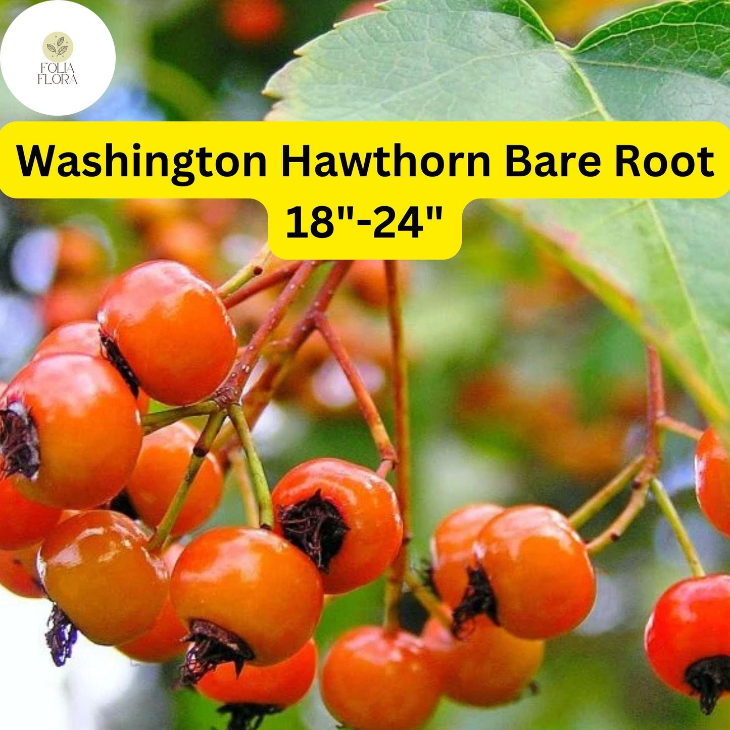 1 Washington Hawthorn Tree (Crataegus phaenopyrum) Live Bare Root Plant 18"-24"