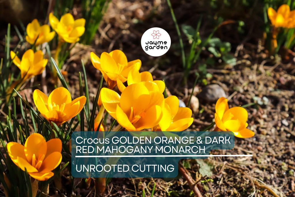 Crocus Golden Orange & Dark Red Mahogany Monarch – 5 Flower Plant Bulbs, Early Spring Bloomer