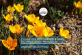 Crocus Golden Orange & Dark Red Mahogany Monarch – 5 Flower Plant Bulbs, Early Spring Bloomer