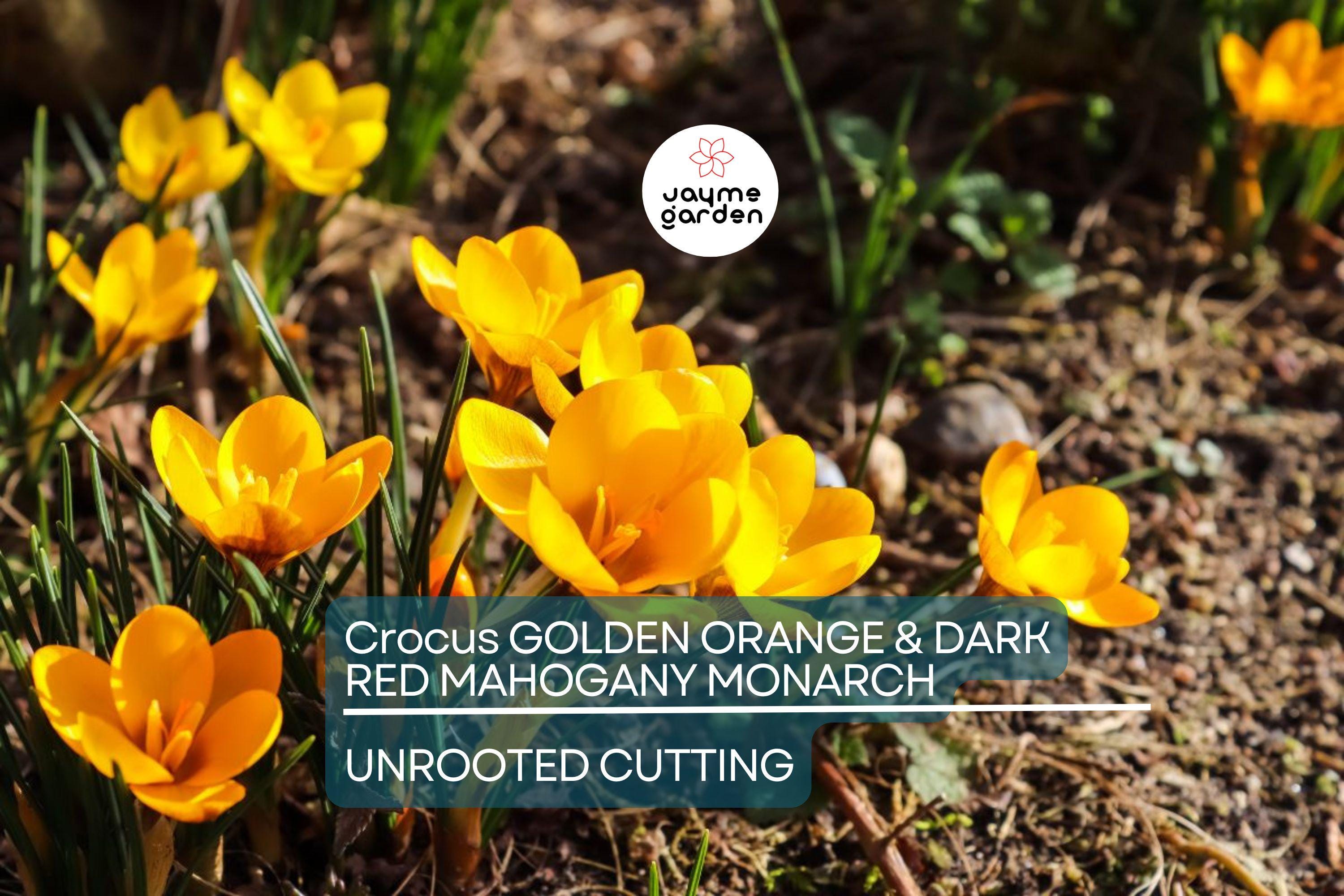Crocus Golden Orange & Dark Red Mahogany Monarch – 5 Flower Plant Bulbs, Early Spring Bloomer