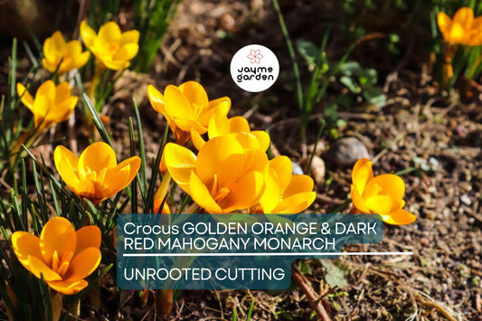 Crocus Golden Orange & Dark Red Mahogany Monarch – 5 Flower Plant Bulbs, Early Spring Bloomer
