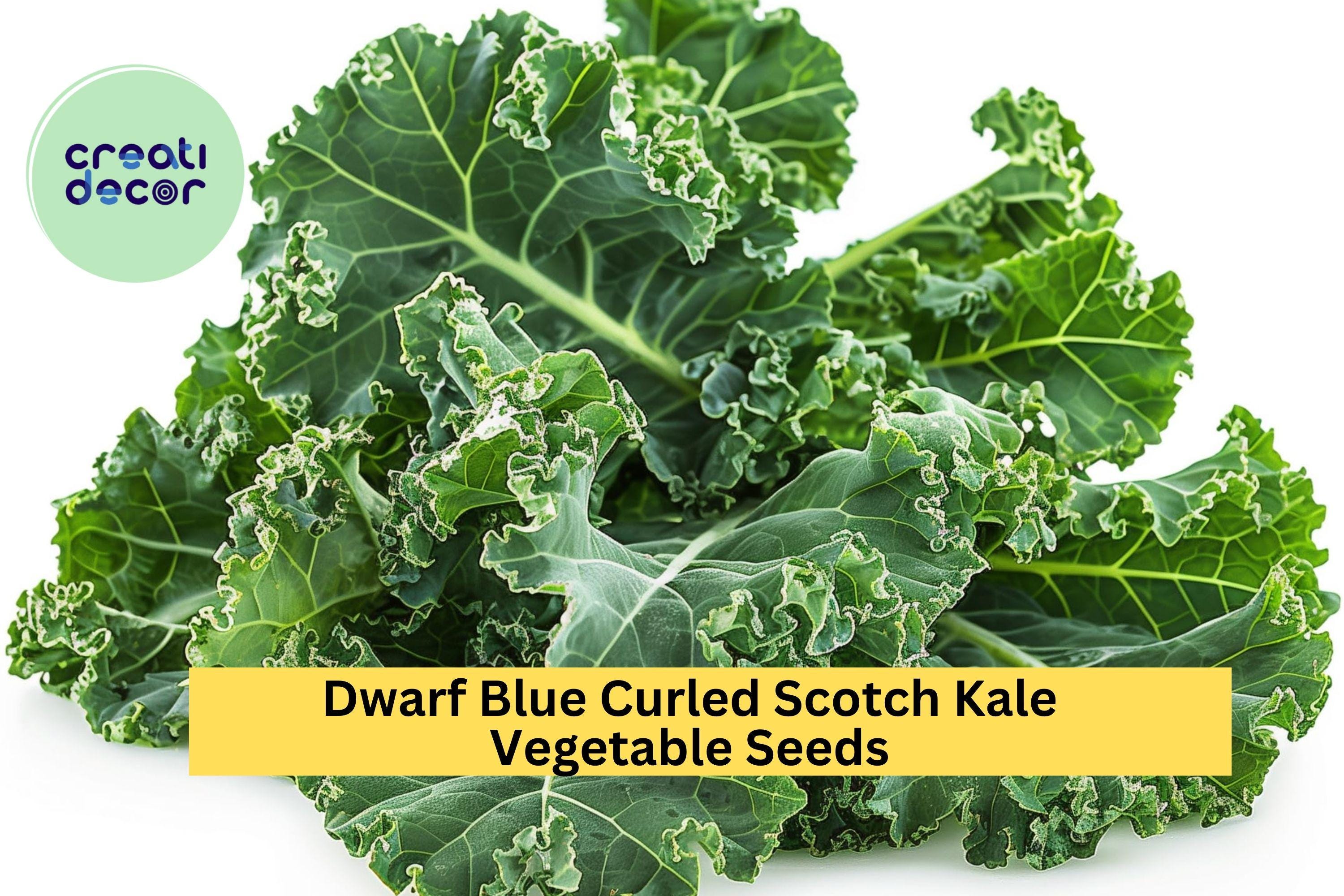 3pcs of 1g Dwarf Blue Curled Scotch Kale Seeds – Cold Hardy Leafy Green for Cooking, Juicing & Garden Growing Seeds for Planting