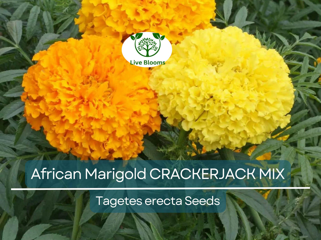 250 African Marigold Seeds CRACKERJACK MIX – Tagetes erecta, Dia de los Muertos, Heirloom, Non-GMO, Vibrant Blooms
