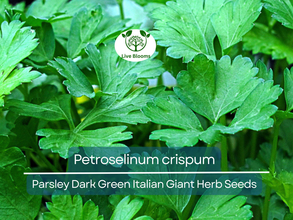 500 Parsley Seeds - Dark Green Italian Giant for Planting - Petroselinum crispum - Fresh Herb for Cooking, Garden, & Kitchen Use