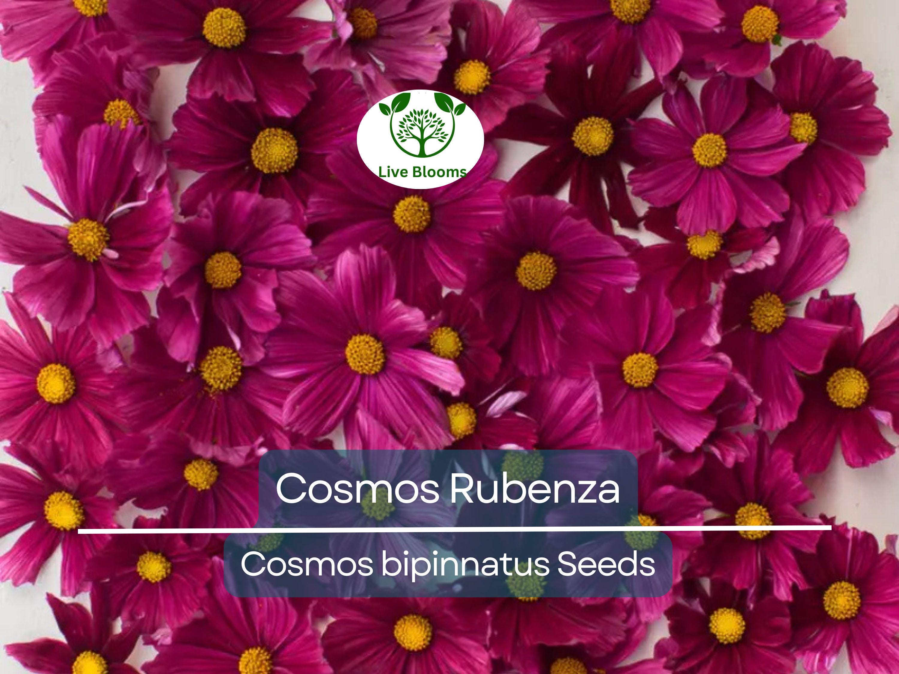 100 Seeds Cosmos ‘Rubenza’ – Dwarf Ruby Red Blooms – Cosmos bipinnatus – Non-GMO Annual for Pollinators, Butterflies, Easy Gardens