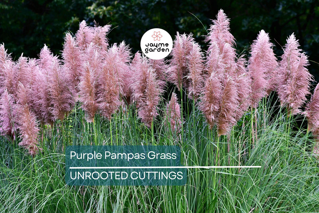 Purple Pampas Grass (Cortaderia selloana) - 4 Live Plugs, 3-5" Tall | Ornamental Grass with Dusty-Purple Plumes