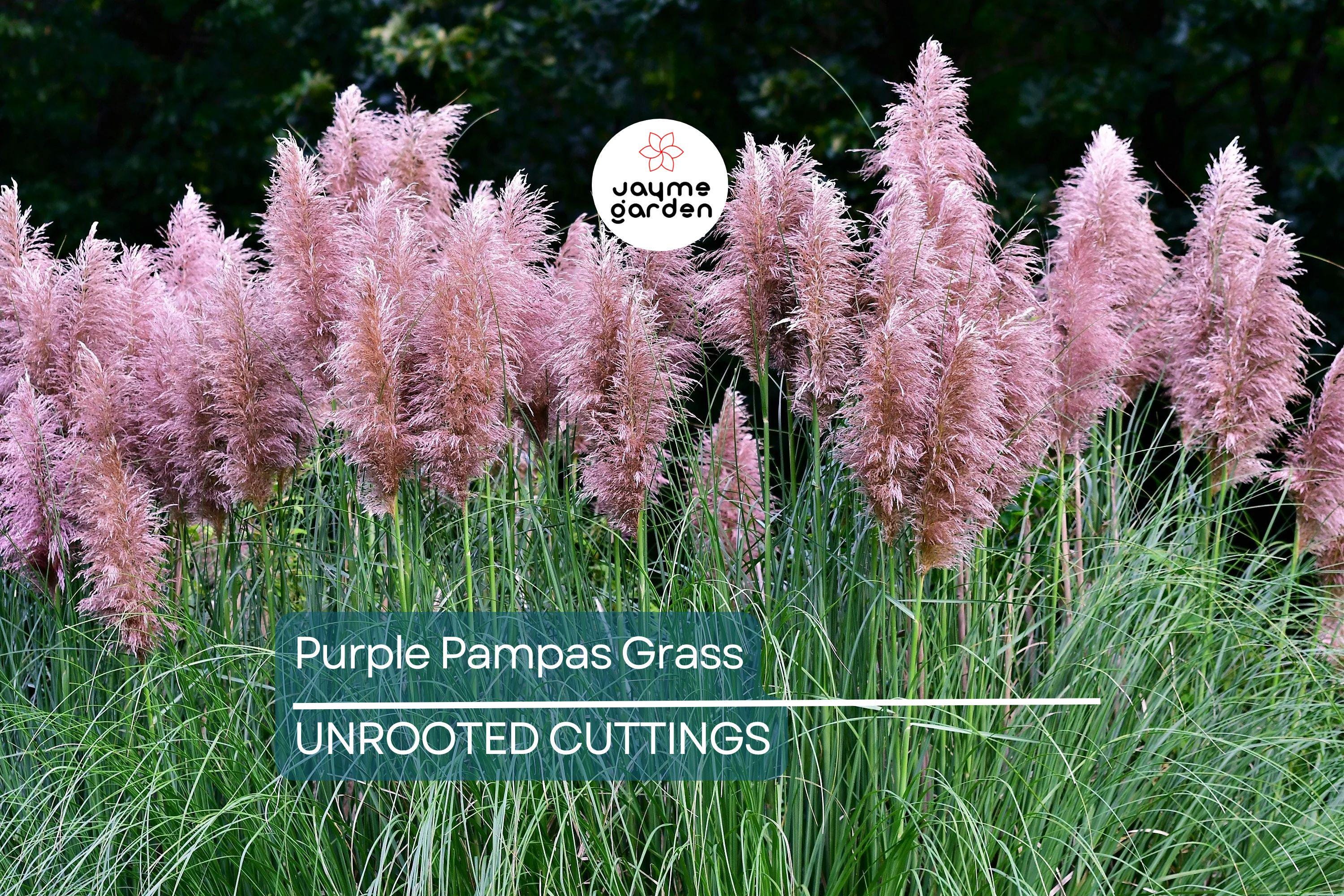 Purple Pampas Grass (Cortaderia selloana) - 4 Live Plugs, 3-5" Tall | Ornamental Grass with Dusty-Purple Plumes