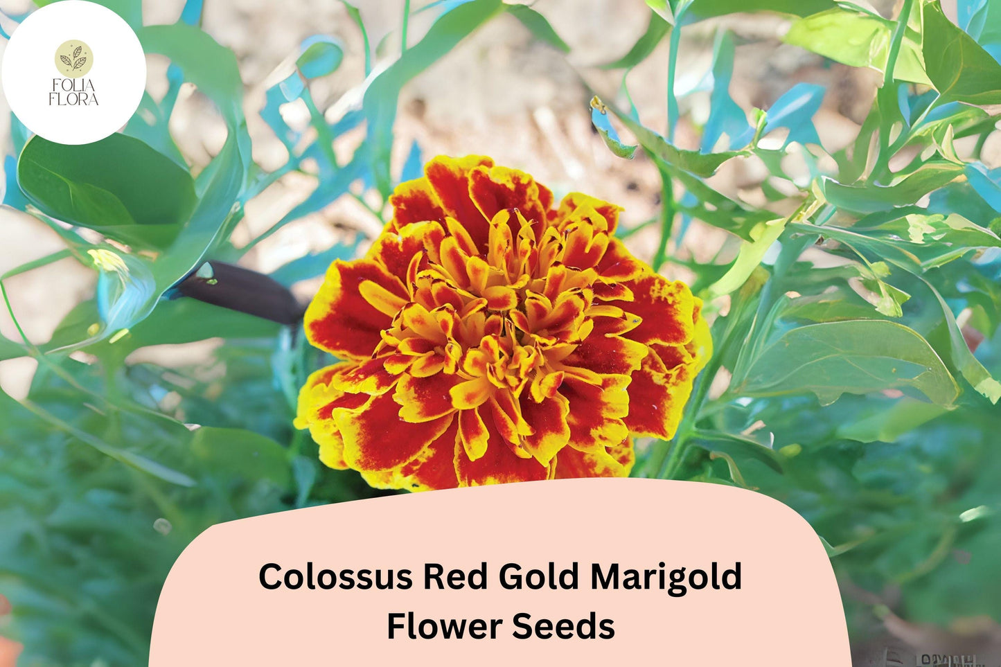 25+ Colossus Red Gold Marigold Seeds | Giant African Marigold | Large Bloom Flower Seeds for Garden Planting