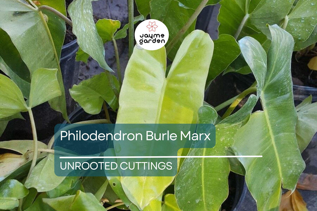 1 Philodendron Burle Marx 5-7" Unrooted Cutting - Tropical Houseplant with Unique Green Foliage for Indoor Decor & Propagation