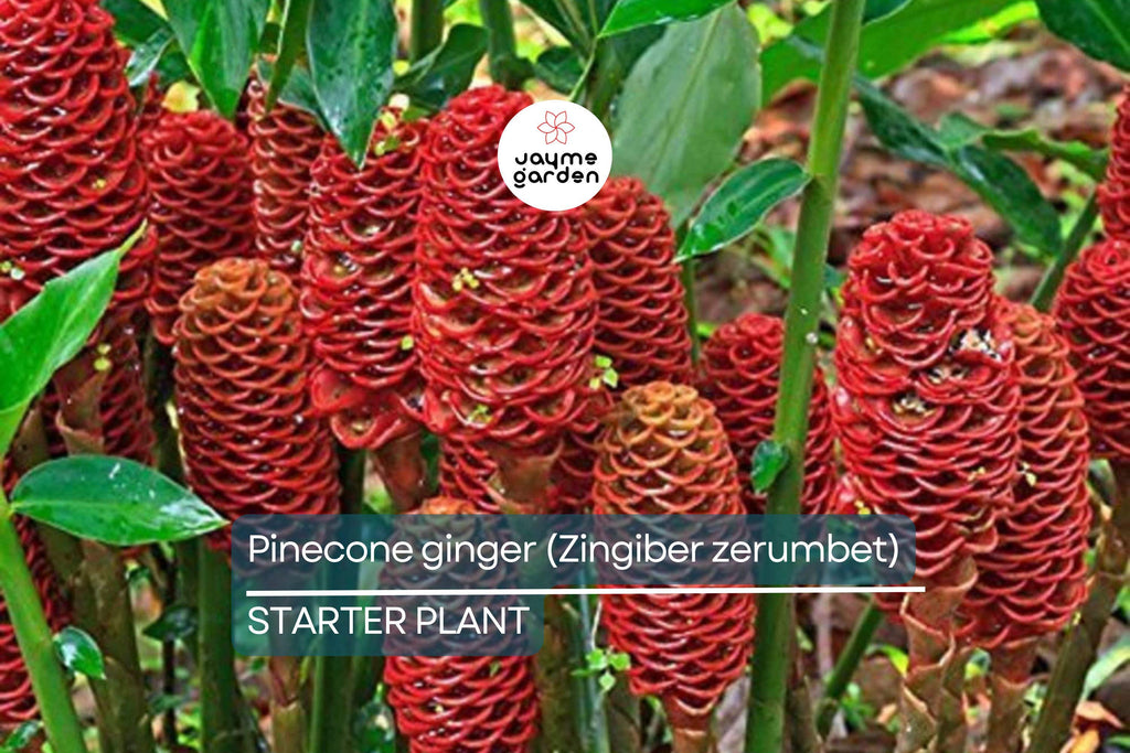 Pinecone Ginger Plant (Zingiber zerumbet) Tropical Ornamental Live Starter | Vibrant Cone-Shaped Flowers & Glossy Foliage