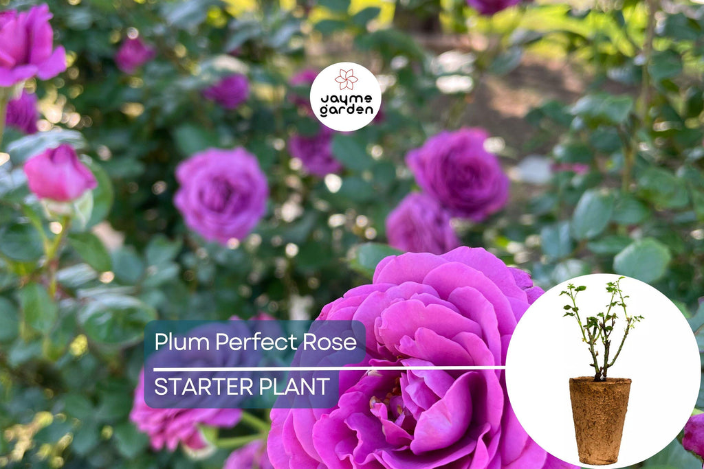 Plum Perfect™ Rose – 1.5 Gal Potted | Purple Double Blooms | Heat & Humidity Tolerant | Own-Root, Reblooming | Zones 5-10