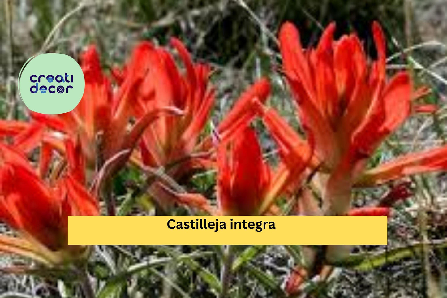 Castilleja integra Seeds (300) – Wholeleaf Indian Paintbrush, Native Perennial Wildflower, Pollinator Plant, Drought Tolerant