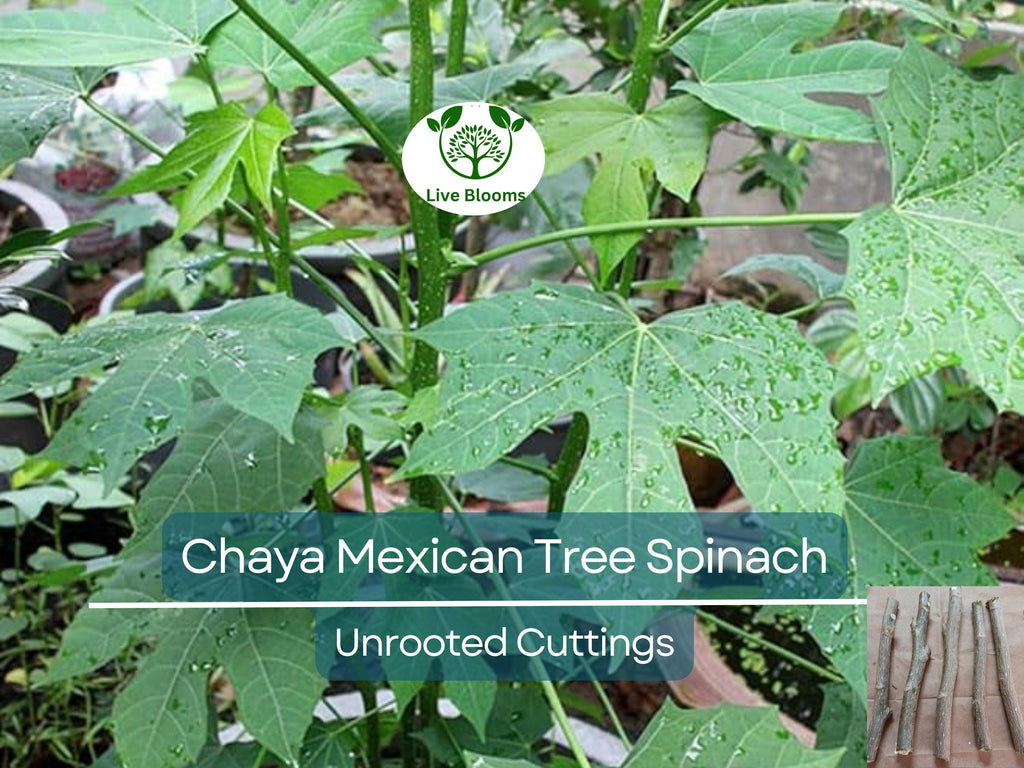 10 Organic Chaya Mexican Tree Spinach Unrooted Cuttings - Cnidoscolus aconitifolius, Superfood, Easy to Grow, Edible Leaf Plant Cuttings