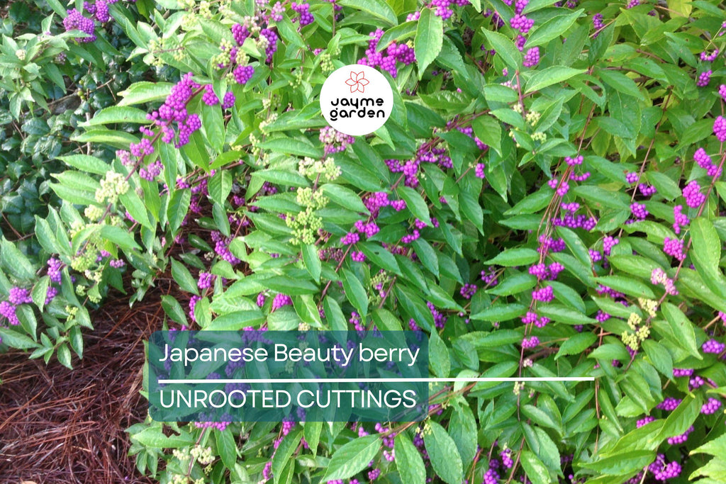 10 Organic Japanese Beautyberry Cuttings | 5-7” Edible Unrooted Plant | Vibrant Purple Berries |
