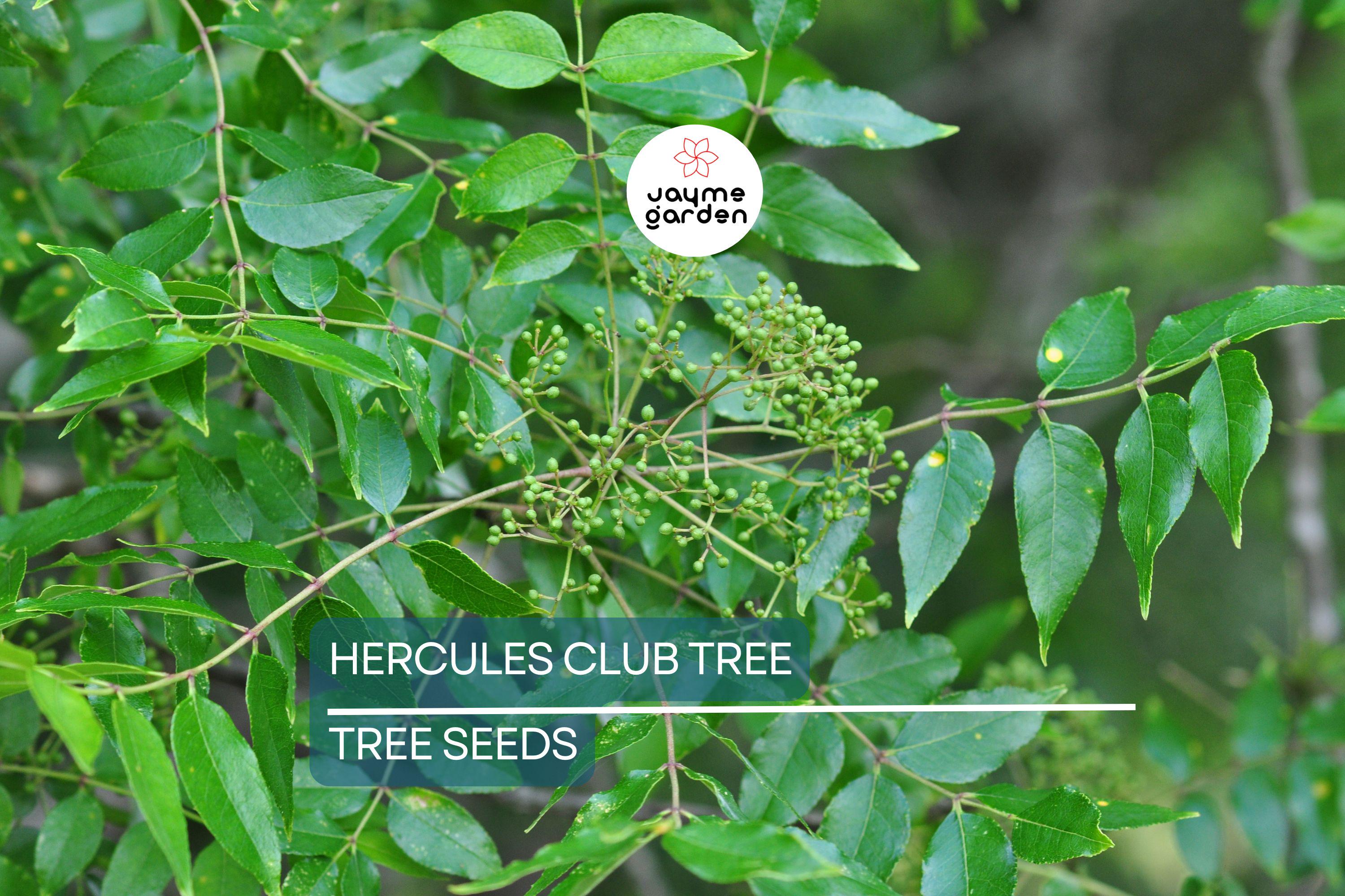 20 Hercules' Club Tree Seeds - Zanthoxylum clava-herculis, Prickly Ash, Rare Fast-Growing, Full Sun, USDA Zones 7-9, 50 ft Height