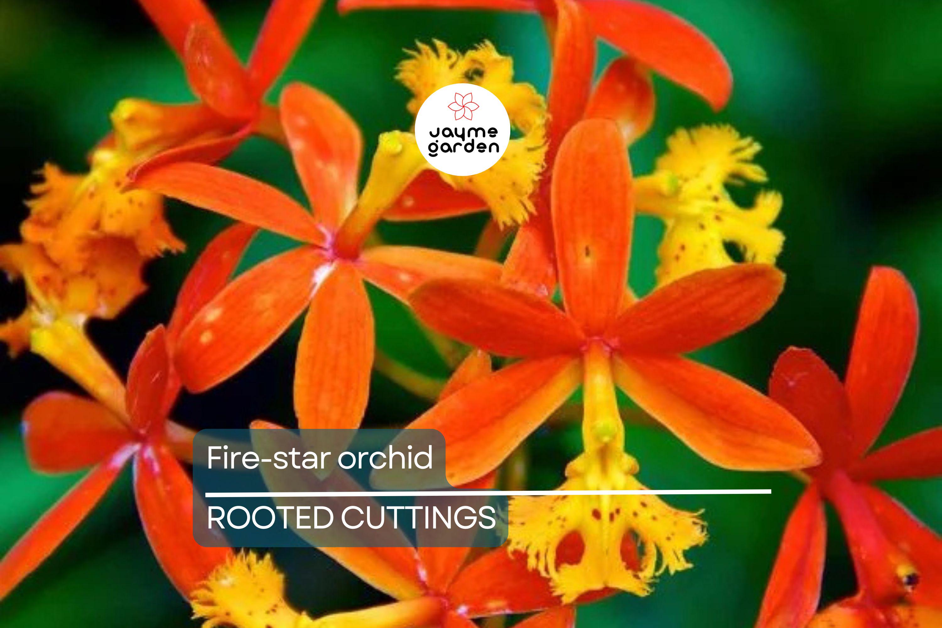 10 Rooted Cuttings – Epidendrum Radicans Ground Orchid | Fire Star Orchid | Fast-Growing & Hardy