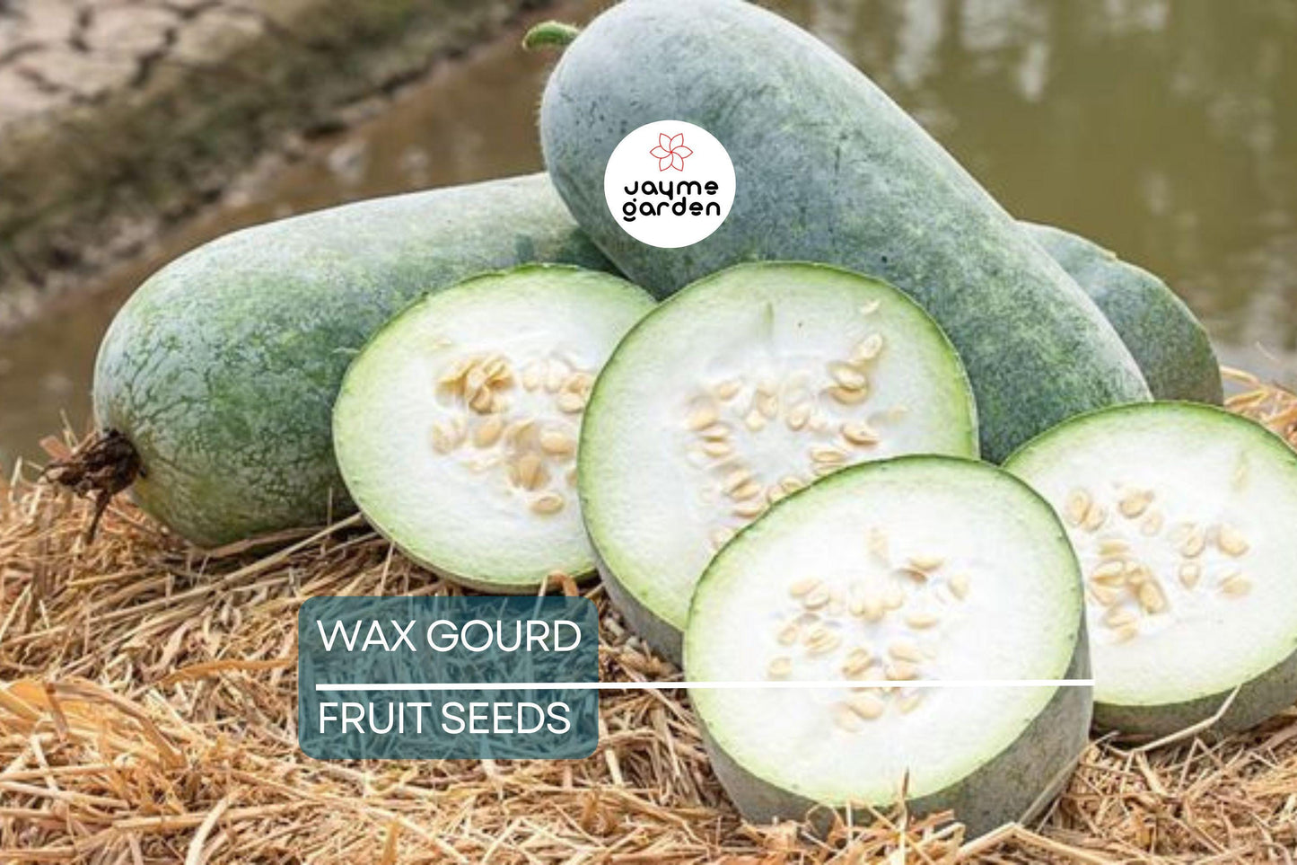 20 Wax Gourd Seeds – Fuzzy Winter Melon, Benincasa hispida, Oblong Shape, Long Storage, Heirloom, Free Shipping, USA Seller!