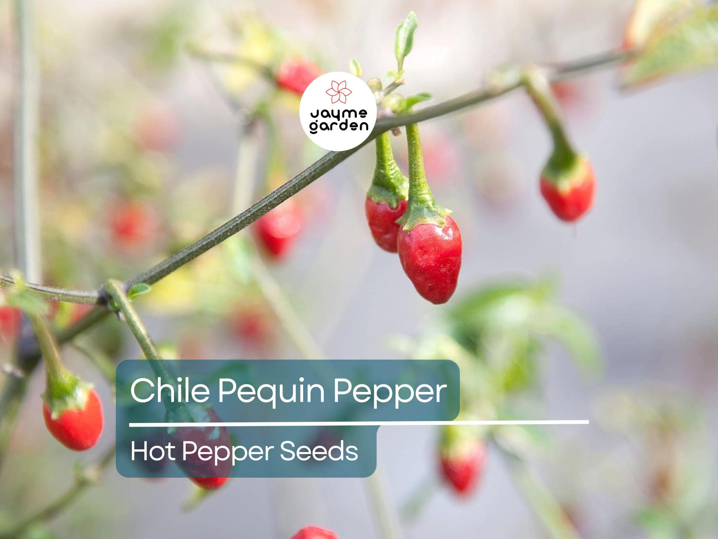 250mg Seeds Hot Chile Pequin Pepper | Heirloom Pepper for Planting | Spicy & Flavorful | Compact Plant | Perfect for Salsas and Cooking