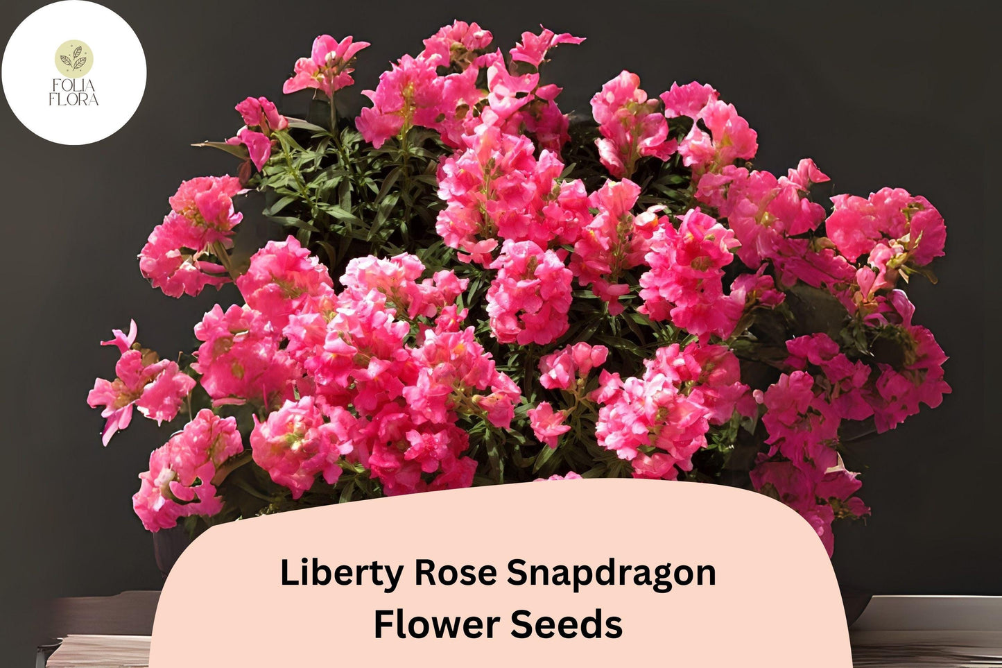 Antirrhinum majus Liberty Rose Snapdragon Seeds – 1000+ Soft Rose-Pink Blooms for Garden & Cut Flowers