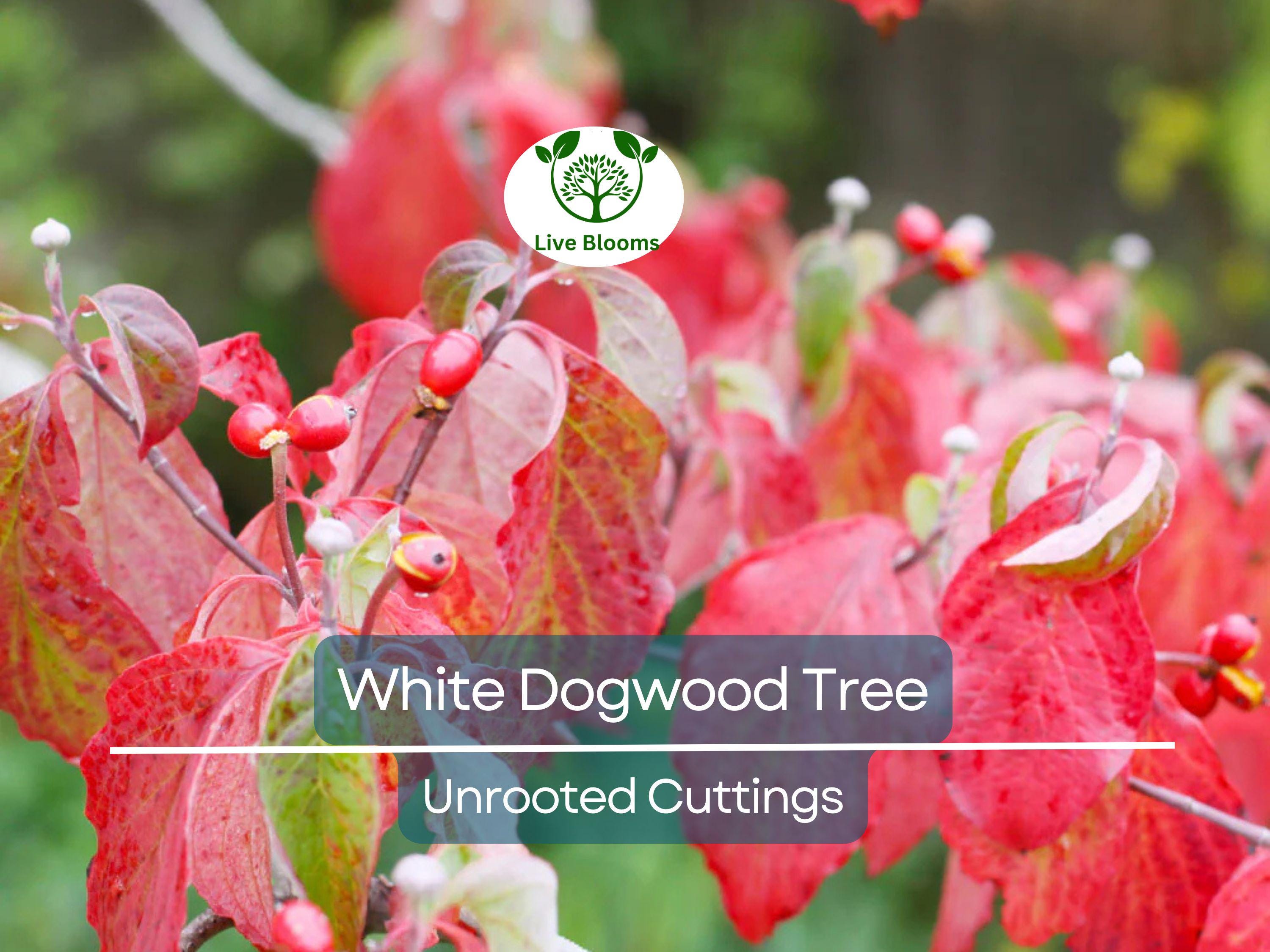 6 Unrooted Cuttings WHITE Dogwood Tree Heirloom (Cornus florida) - 6 Inches, Ornamental Tree, Hardy, Perfect for Gardens & Landscaping