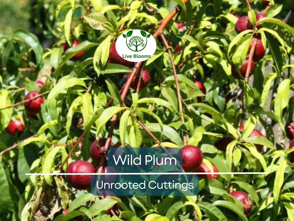 12 Unrooted Wild Plum Cuttings 6-8” - Prunus Americana, Hardy, Fruit Tree, Garden Propagation