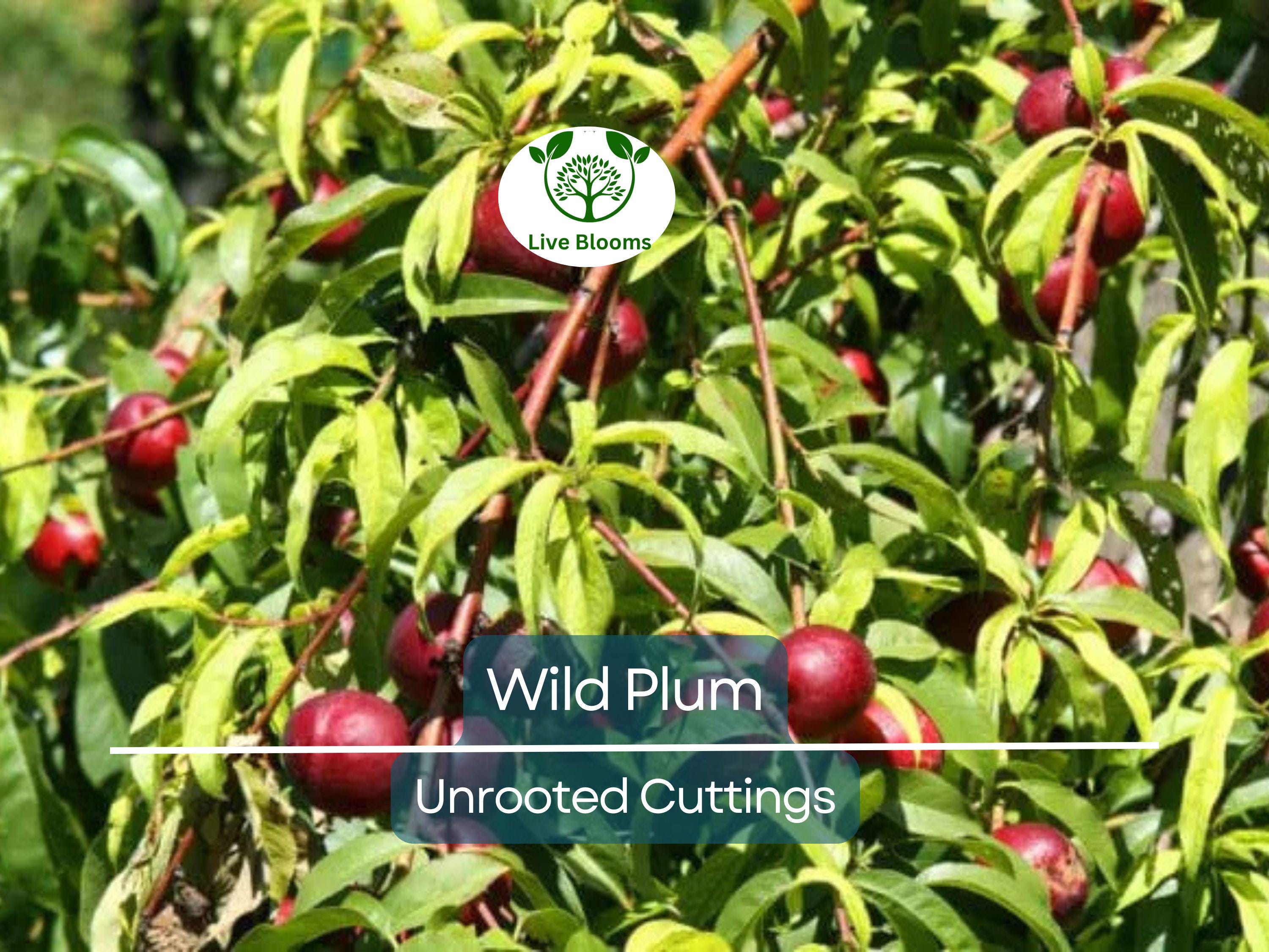 12 Unrooted Wild Plum Cuttings 6-8” - Prunus Americana, Hardy, Fruit Tree, Garden Propagation