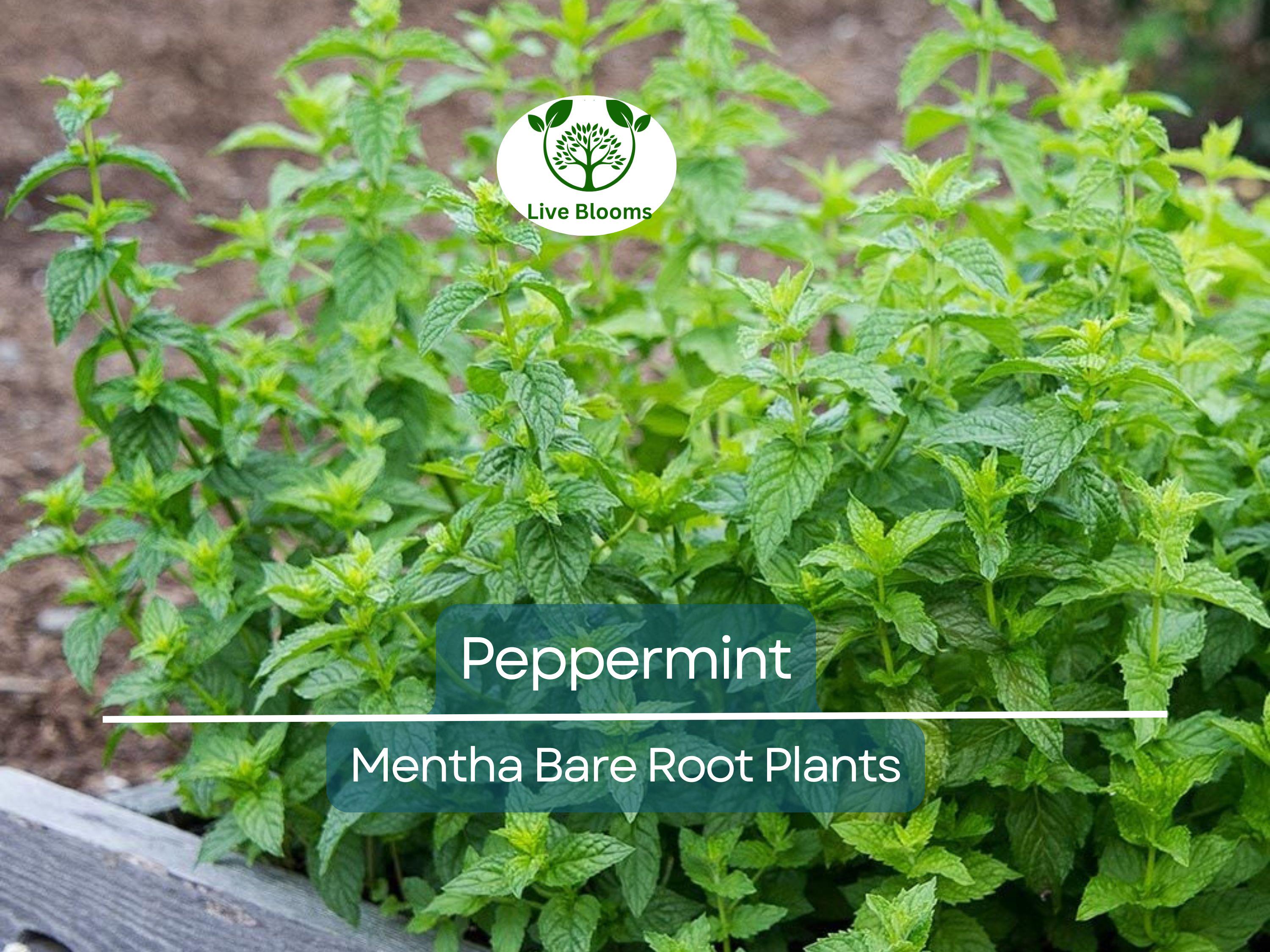 5 Peppermint Plants – Live Bare Root – Rau Thom Pudina Mint – Fast-Growing Culinary & Herb for Garden or Pots