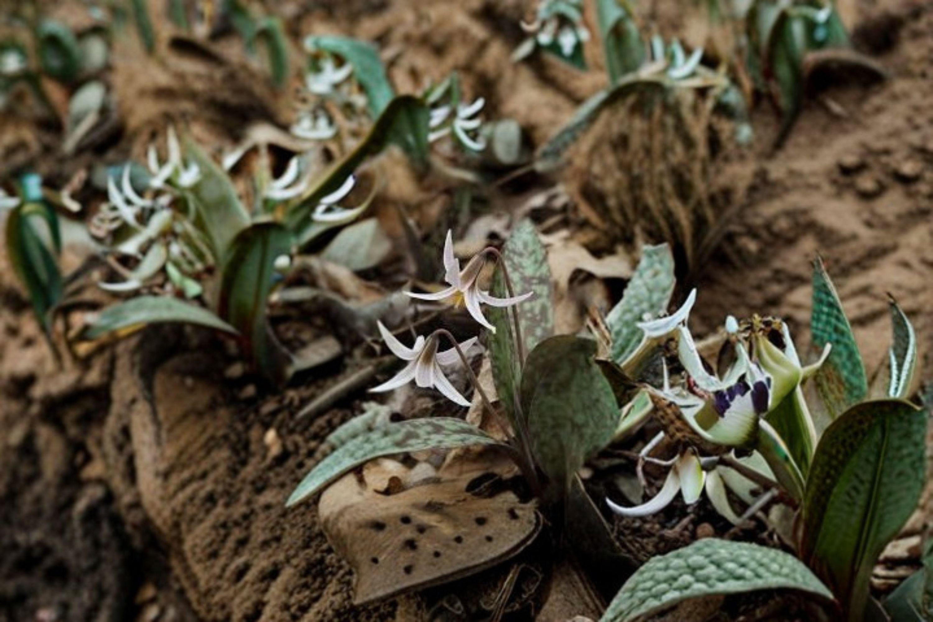 White Trout Lily – Erythronium albidum, Native Spring Wildflower | Woodland Ephemeral (5 Seeds)