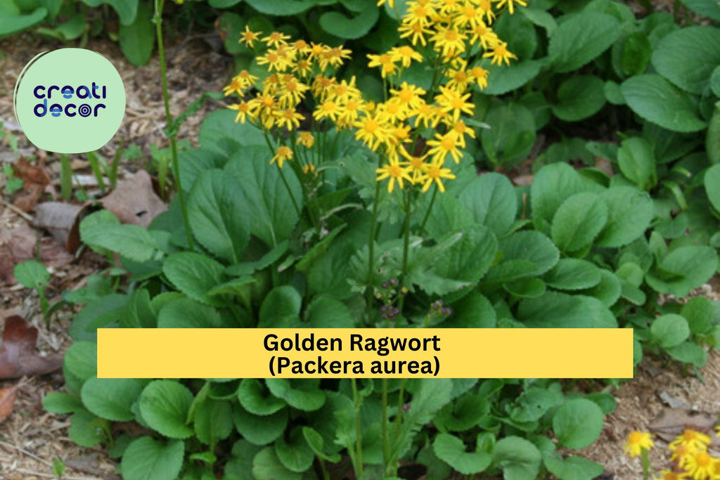 Golden Ragwort Seeds (Packera aurea) – 100 Native Shade-Loving Wildflower Seeds | Groundcover, Pollinator Plant | Zones 3–9